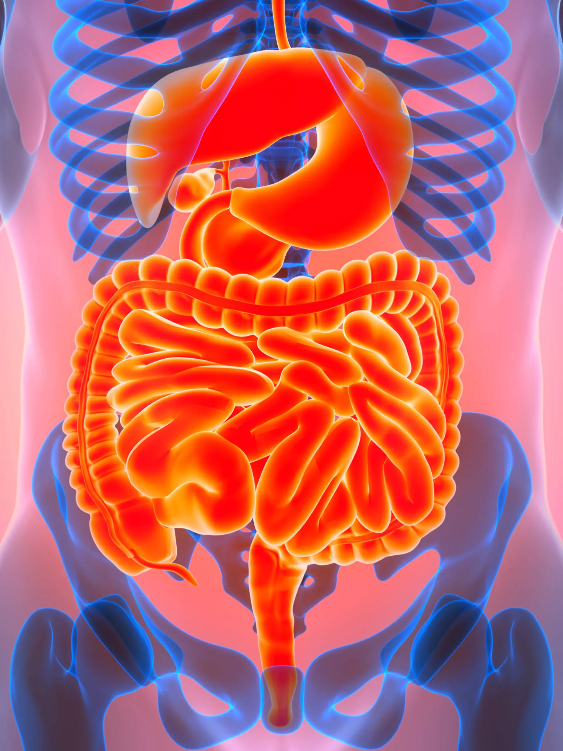 Human Digestive System Anatomy 3D Illustration Concept of Human Digestive System Anatomy LicenseRF Copyright: xZoonar.com/TIGULLAxVIJAYAxCHANDARx 24876859