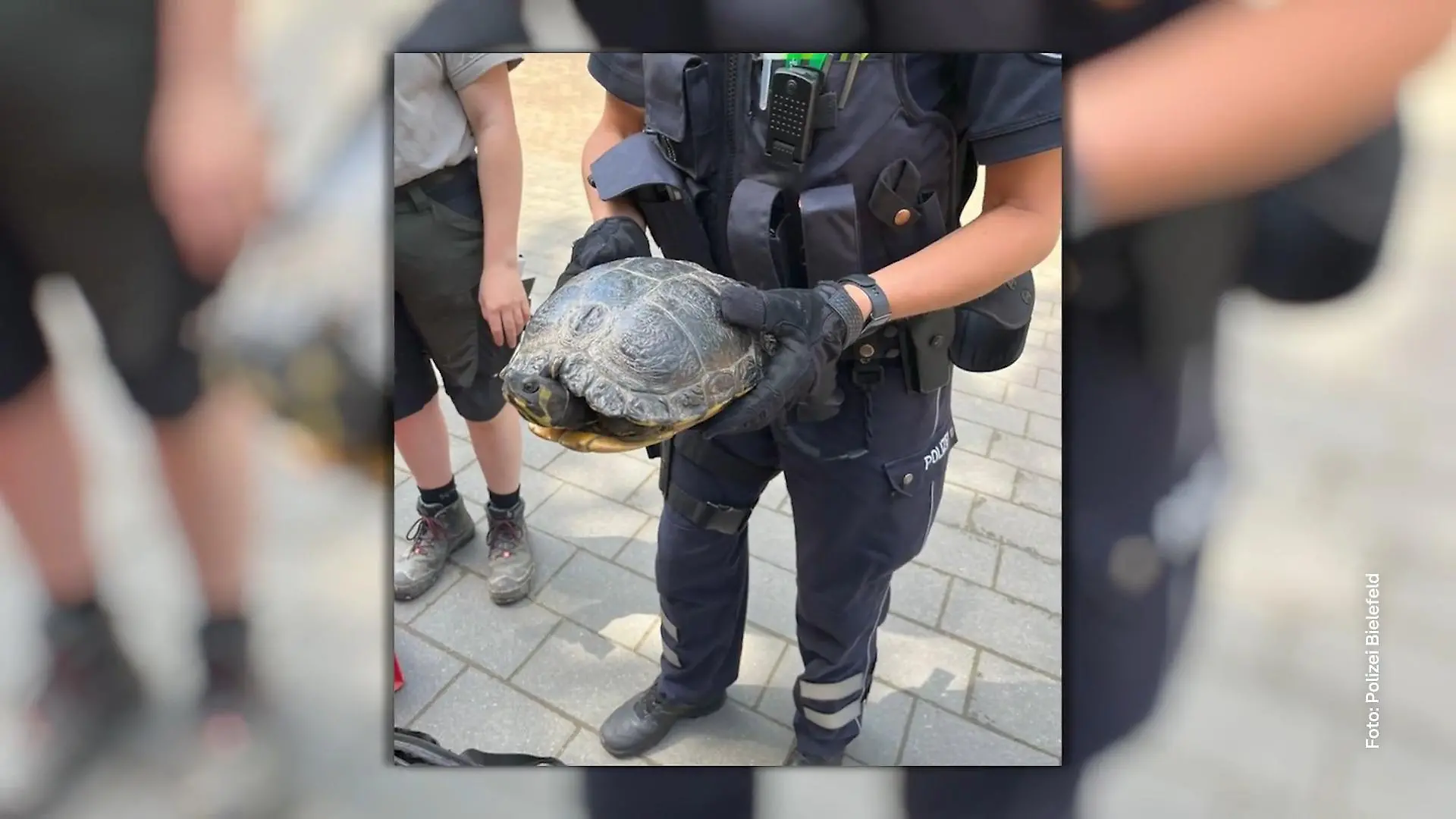 Schildkröte auf Beschleunigungsstreifen Polizei bringt Reptil in Tierpark