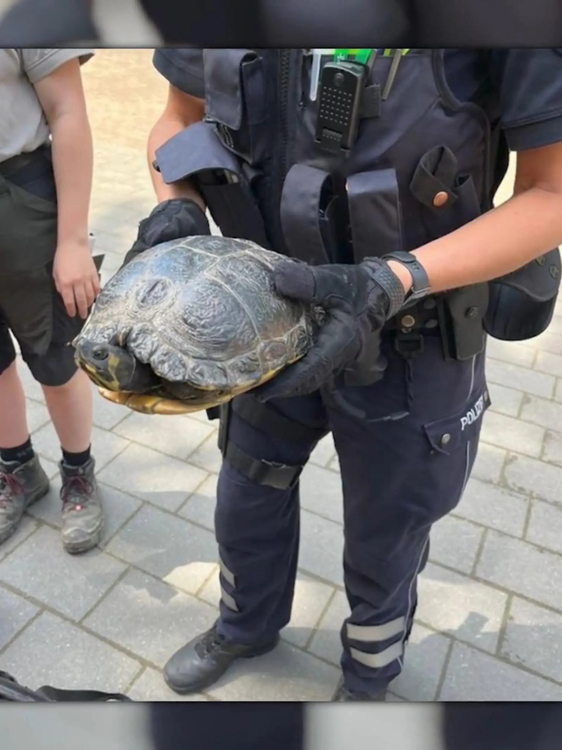 Bild zu: "Schildkröte auf Beschleunigungsstreifen"