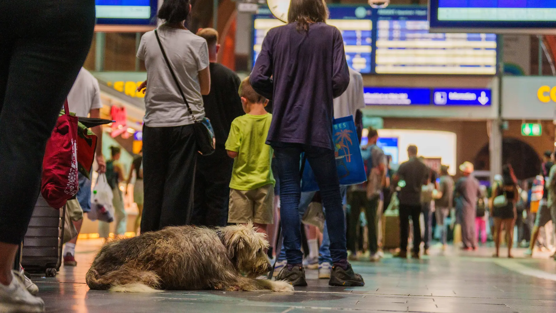 Ein Hund steht mit seinem Herrchen in einer langen Schlange am Serviceschalter der Bahn im Hauptbahnhof Frankfurt an. Der Verkehr der Deutschen Bahn war wegen einer Funkstörung bundesweit eingestellt.
