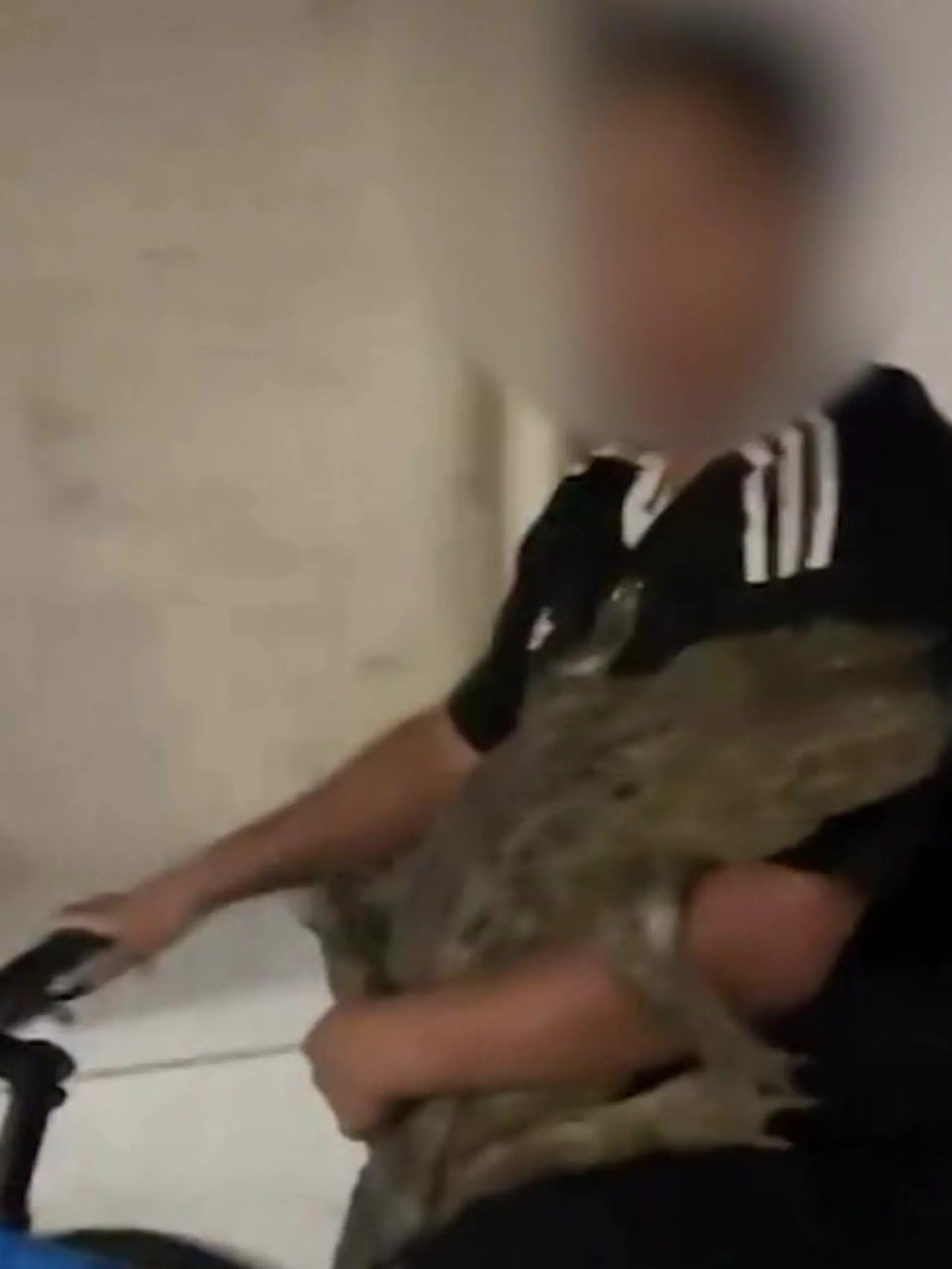 Bild zu: "Skurrile Radtour in Rio! Jugendlicher fährt lebendigen Alligator spazieren"