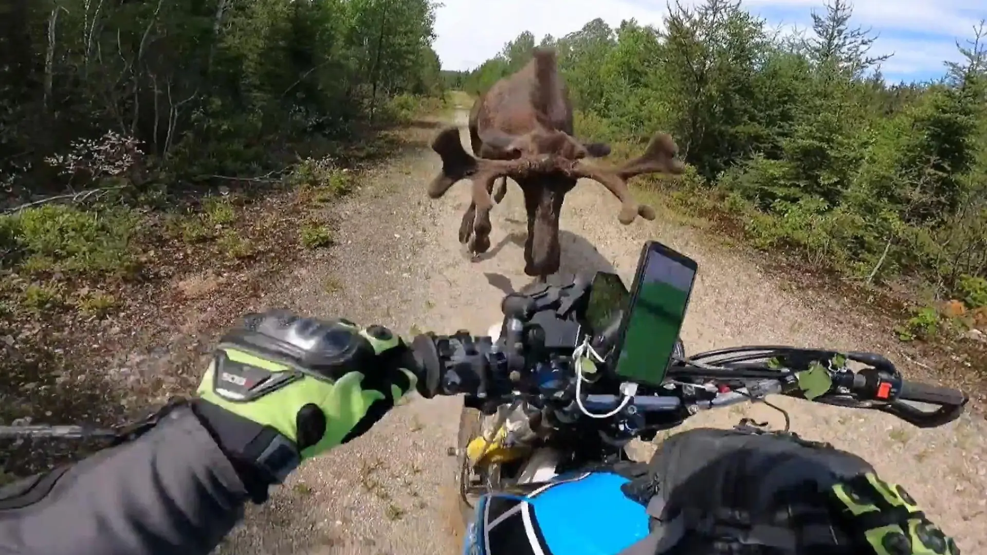 Elch geht brutal auf Motorradfahrer Henri los – mehrmals! Angriff in der Natur