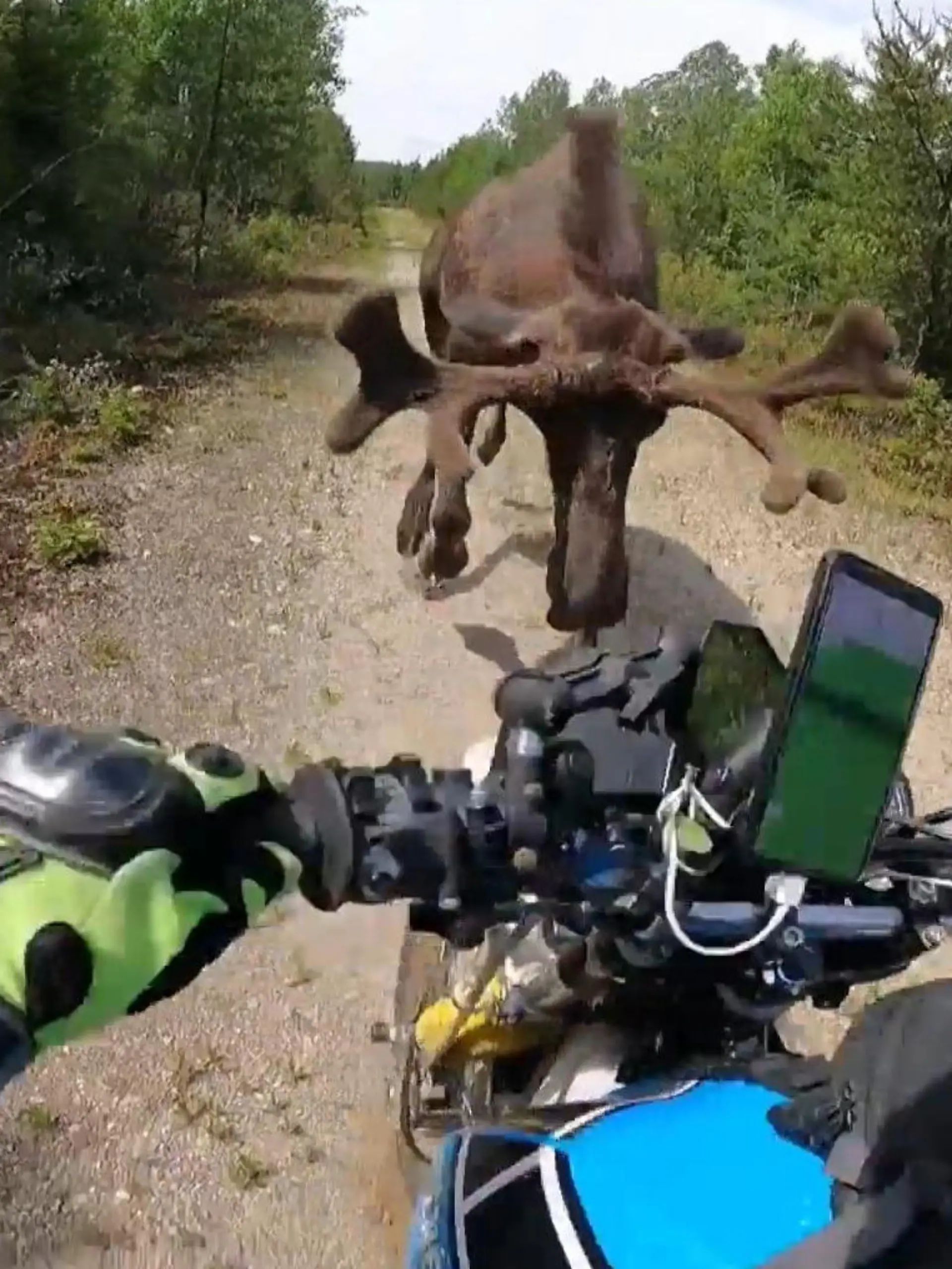 Bild zu: "Elch geht brutal auf Motorradfahrer Henri los – mehrmals!"