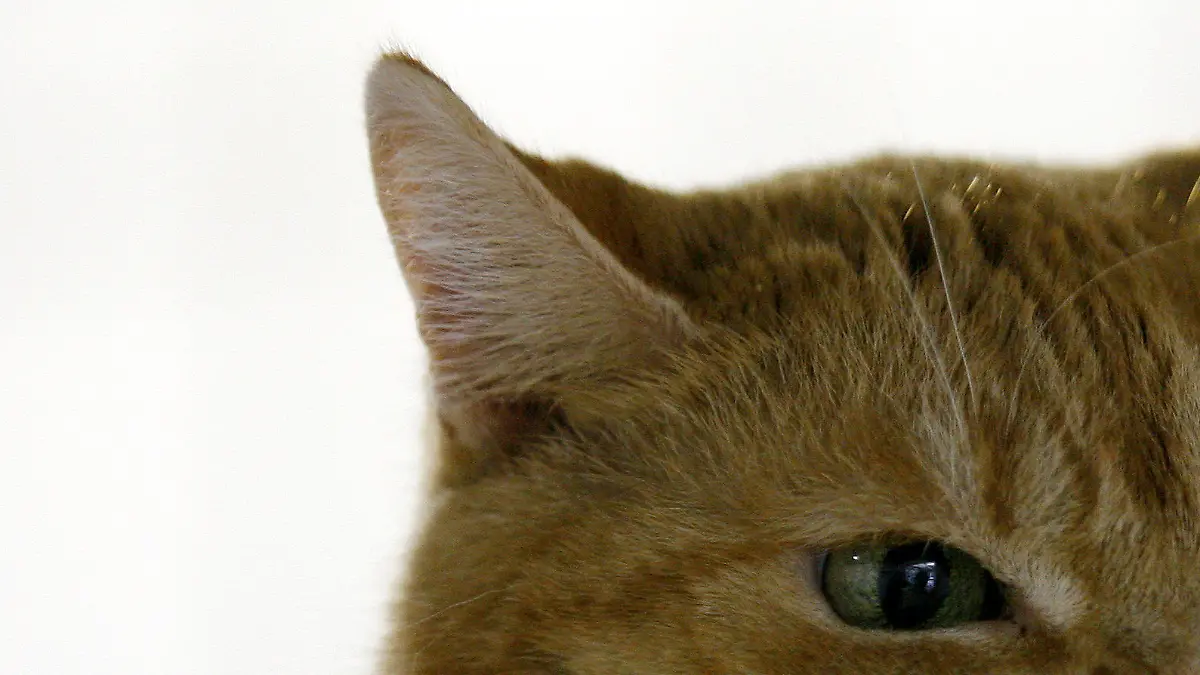 ARCHIV - Eine europäische Kurzhaarkatze (Hauskatze) faucht am 08.02.2010 im Moerser Tierheim einen Besucher an. Tierheime müssen laut einem Gerichtsurteil nicht für Verletzungen haften, die Tiere möglichen Käufern während einer Probezeit zufügen. Im konkreten Fall war ein Paar aus Ansbach (Bayern) von einer Katze gebissen worden, die sie nach Hause mitgenommen hatten (zu dpa «Prozess um angeblich beißende Katze» vom 10.07.2017) Foto: Roland Weihrauch/dpa +++(c) dpa - Bildfunk+++