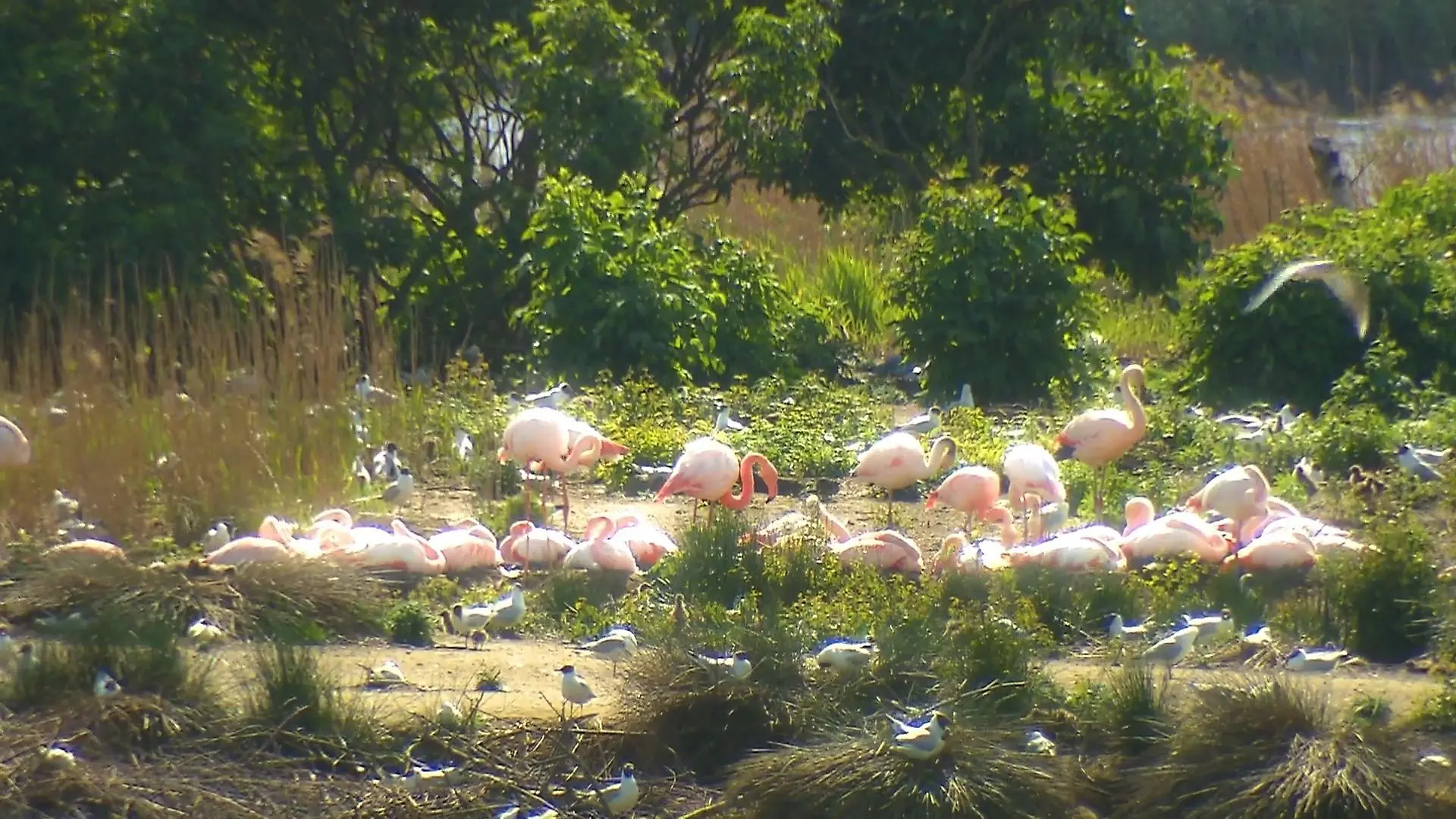 Flamingo-Küken im Münsterland geschlüpft Zwillbrocker Venn
