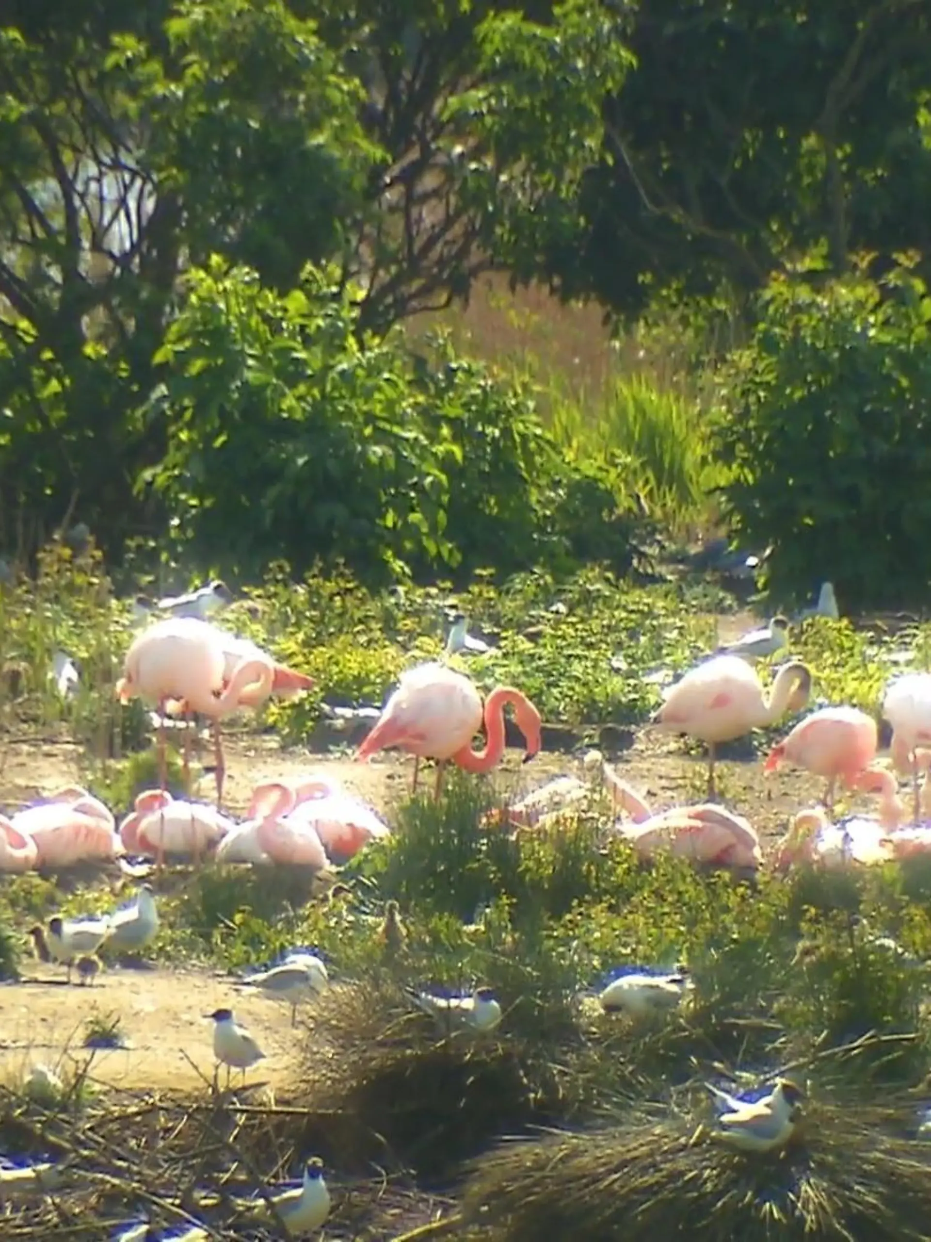 Bild zu: "Flamingo-Küken im Münsterland geschlüpft"