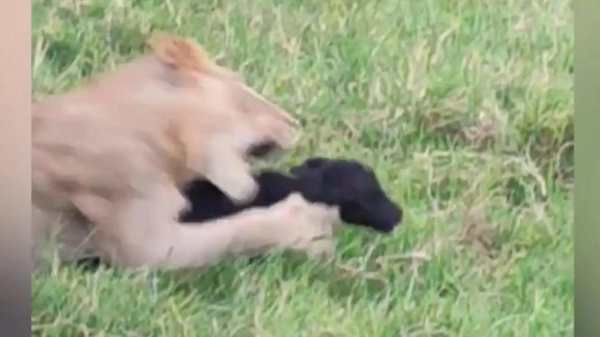 Löwe schnappt sich Büffel-Baby – dann schlägt die Herde zurück! Erst einen Tag auf der Welt