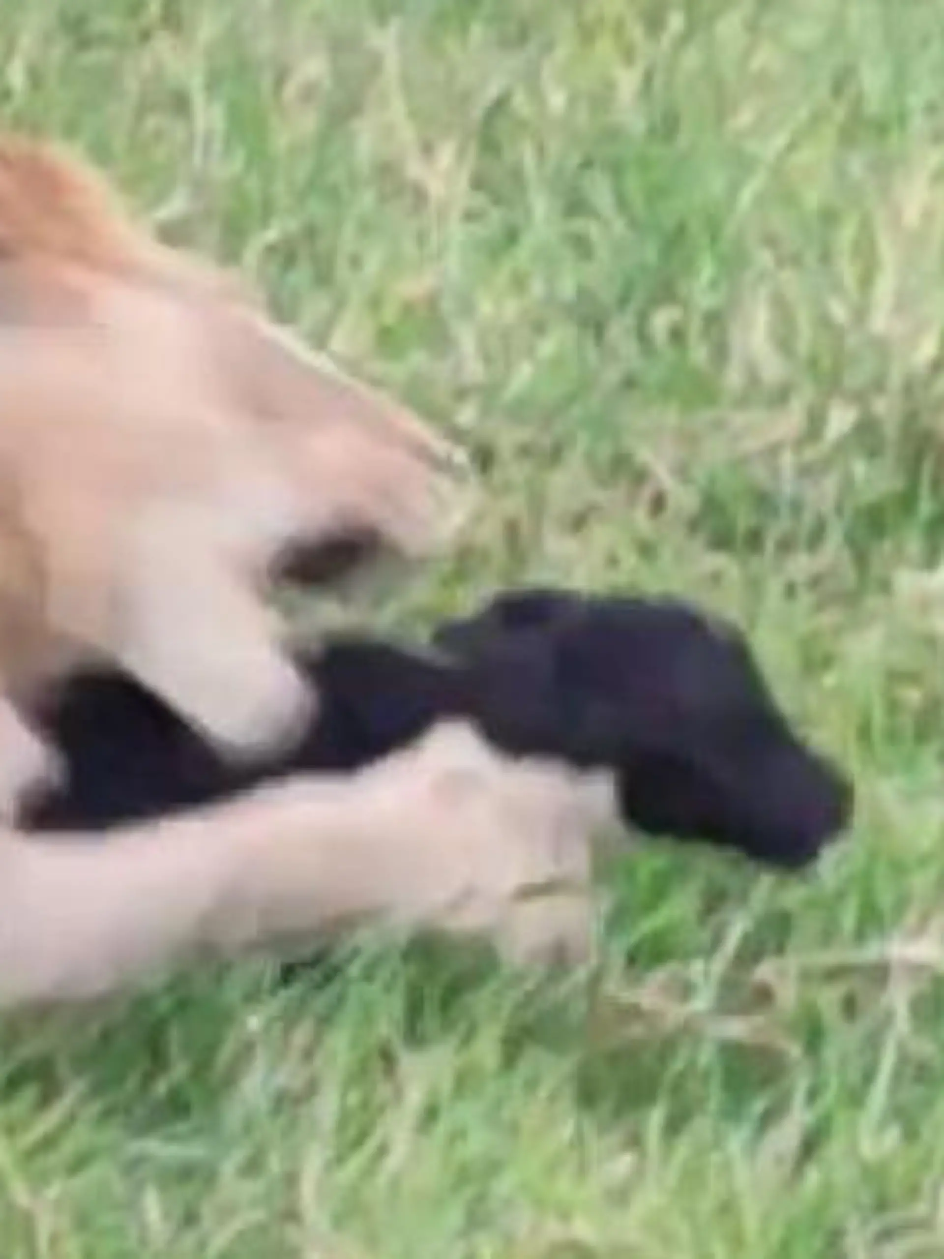 Bild zu: "Löwe schnappt sich Büffel-Baby – dann schlägt die Herde zurück! "