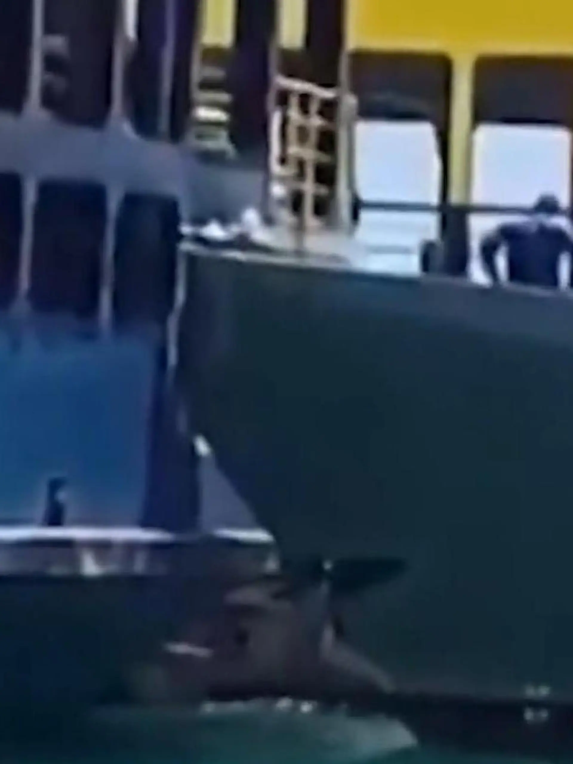 Bild zu: "Marineschiff brettert ungebremst in Frachter – Crew ruft um Hilfe!"
