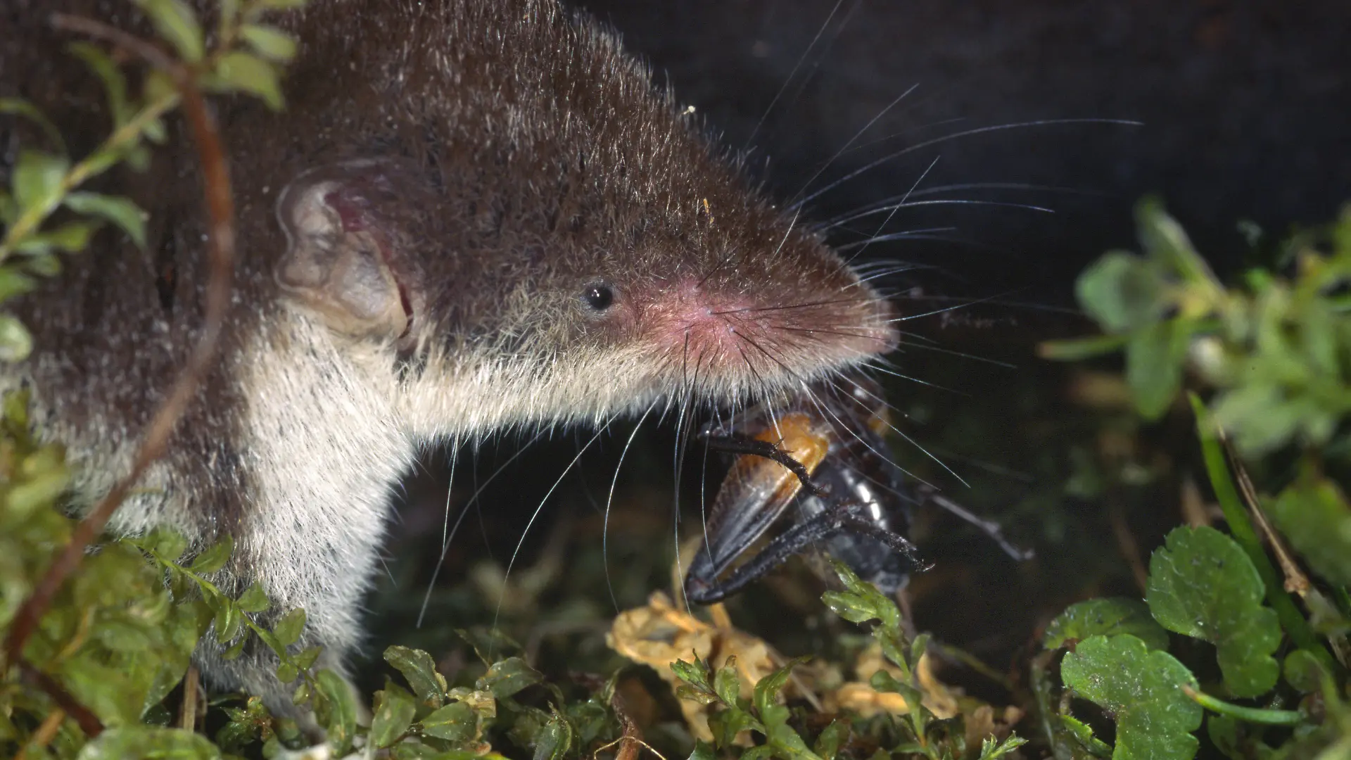 Feldspitzmaus Crocidura leucodon