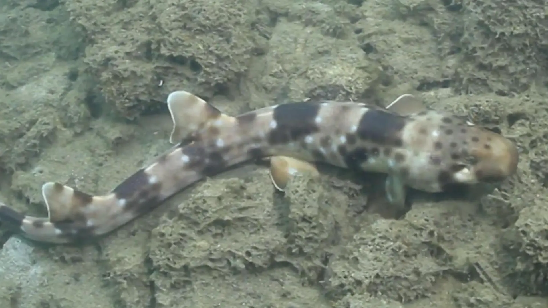 Mutierter Raubfisch? Dieser Hai LÄUFT – statt zu schwimmen! Sensations-Entdeckung am Meeresboden