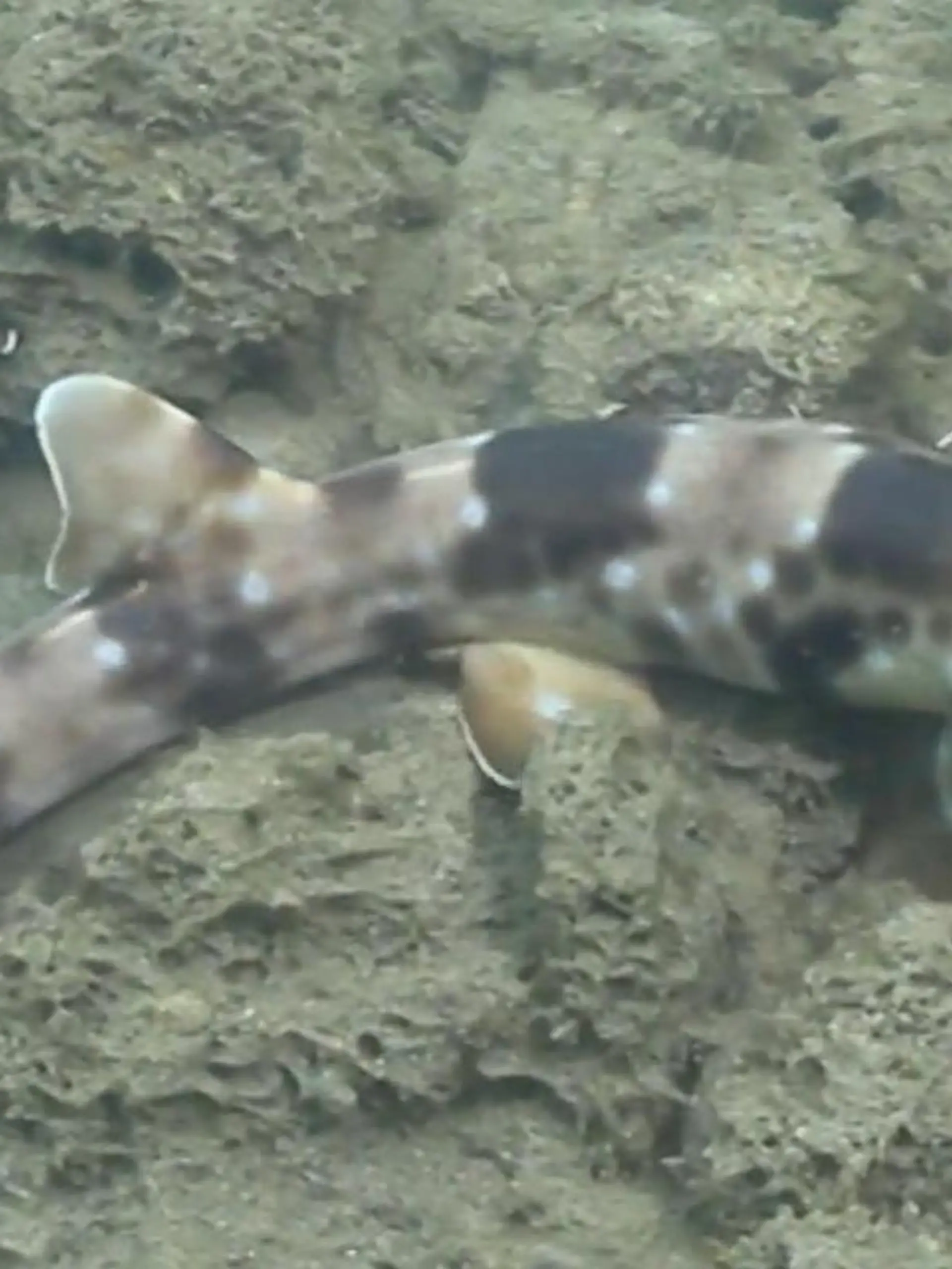Bild zu: "Mutierter Raubfisch? Dieser Hai LÄUFT – statt zu schwimmen!"