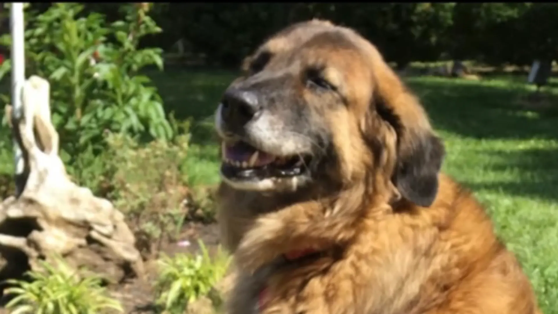 Hund enttarnt jahrelang unerkanntes Leiden – Familie hatte über 10 Jahre unerkannt Lyme Borreliose  