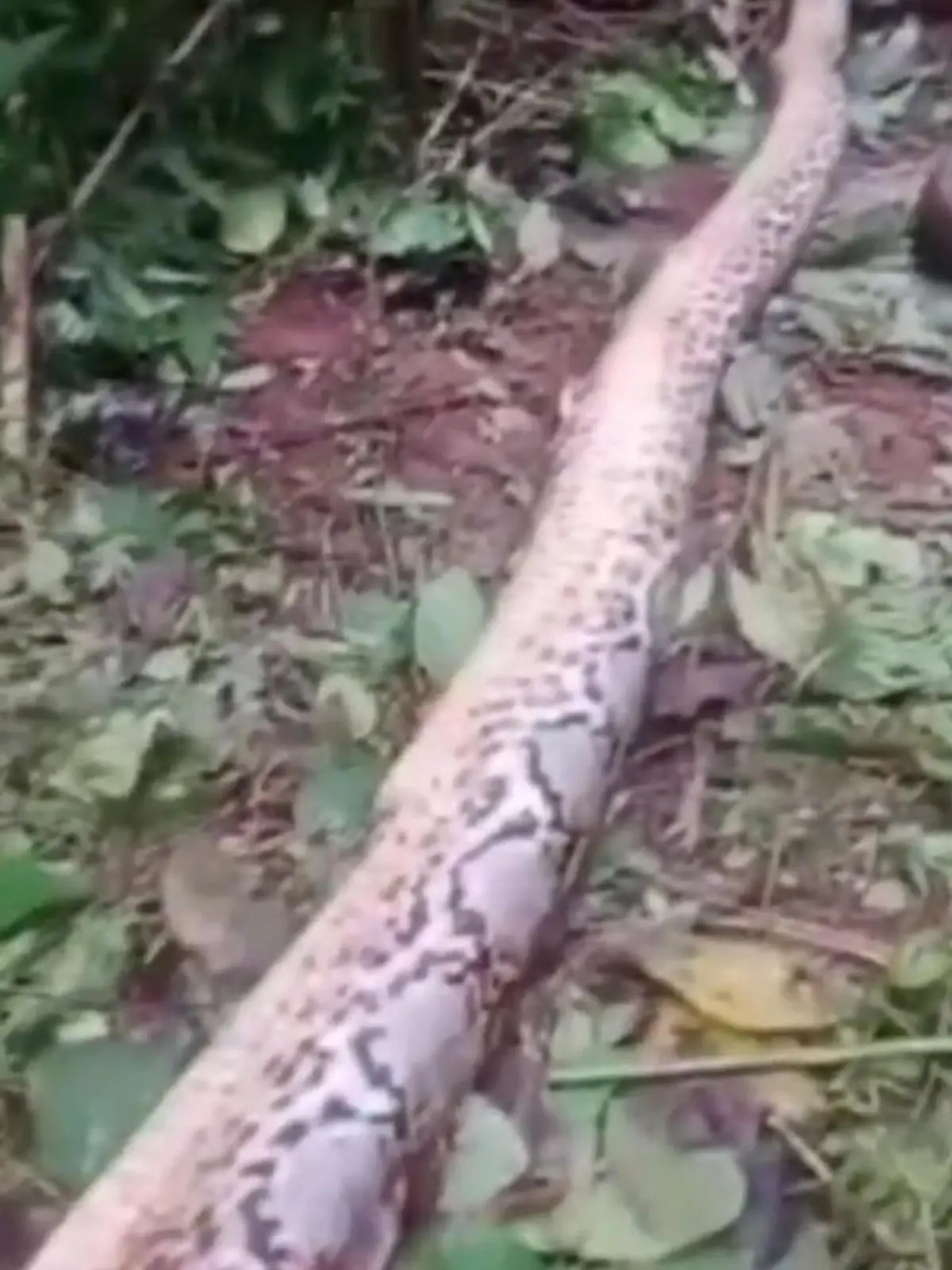Ein Python liegt auf dem Waldboden