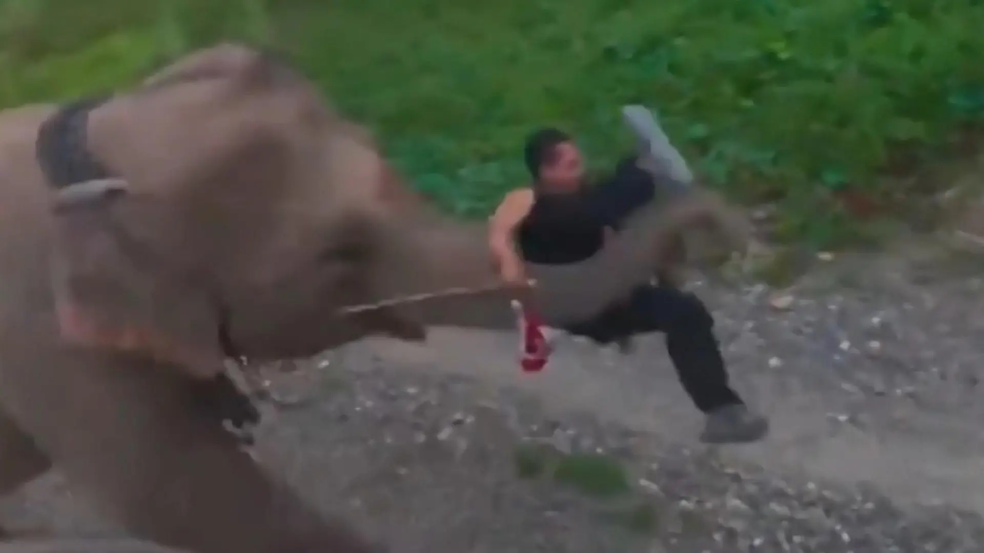 Rüssel gestrichen voll! Elefant packt sich Touristen – und schleudert ihn weg Dickhäuter soll ihn tragen