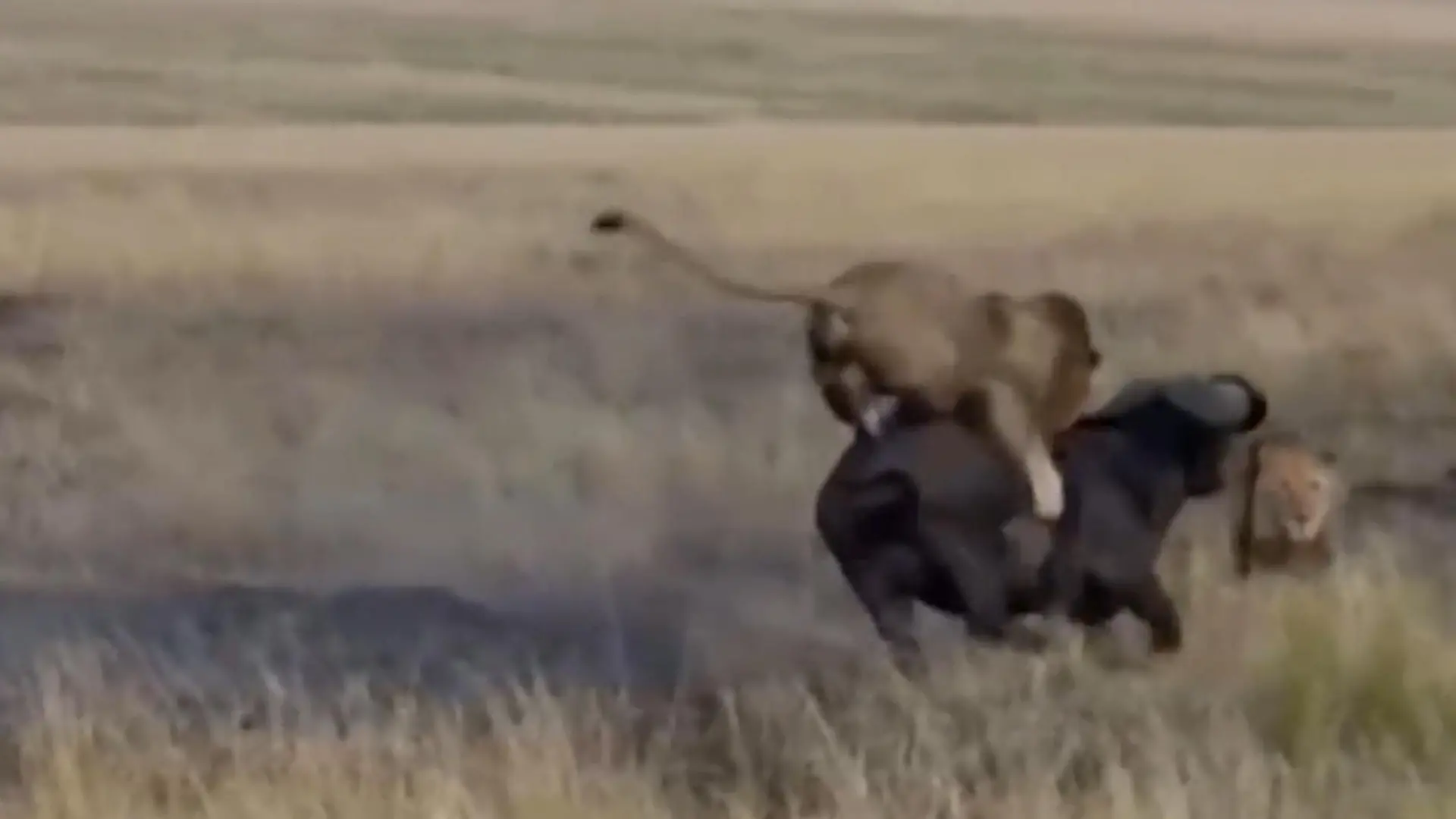 Huckepack-Attacke vor Rudel! Löwe reißt Büffel spektakulär zu Boden  Direkt vor den Safari-Touristen
