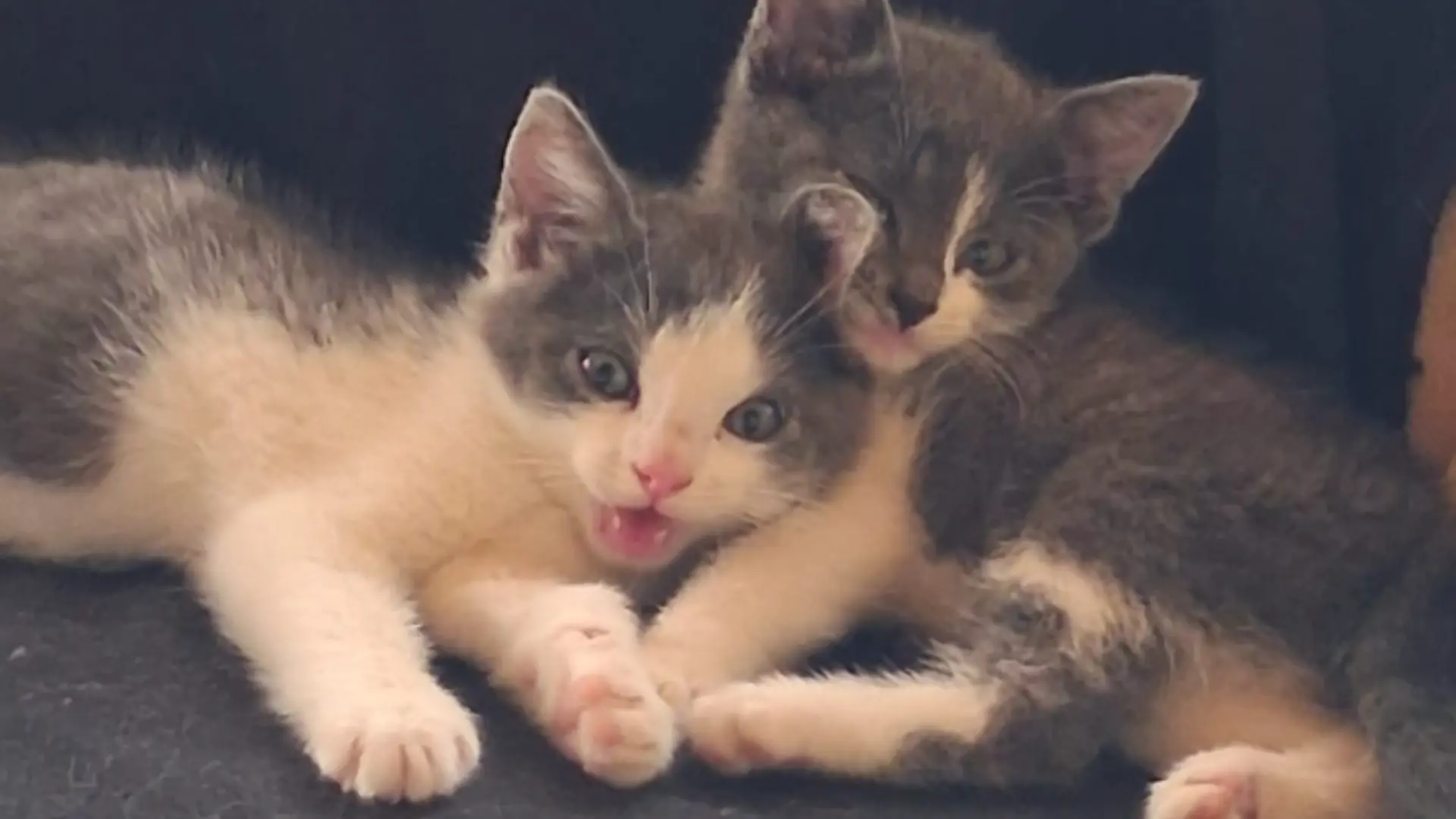 Etzel - Katzenbabys ausgesetzt