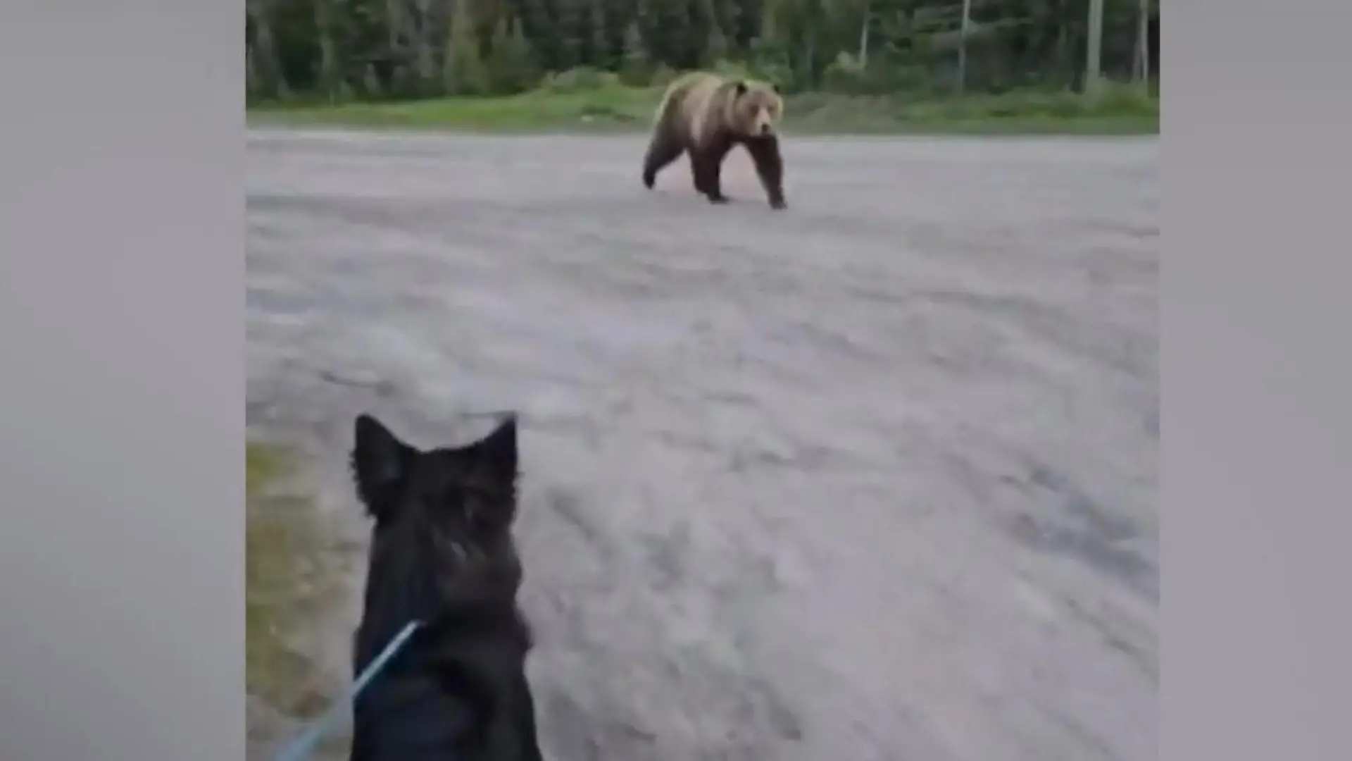 Grizzly-Attacke bei Gassi-Runde! Bär baut sich plötzlich vor Frauchen und Hund auf Sie schreit um ihr Leben