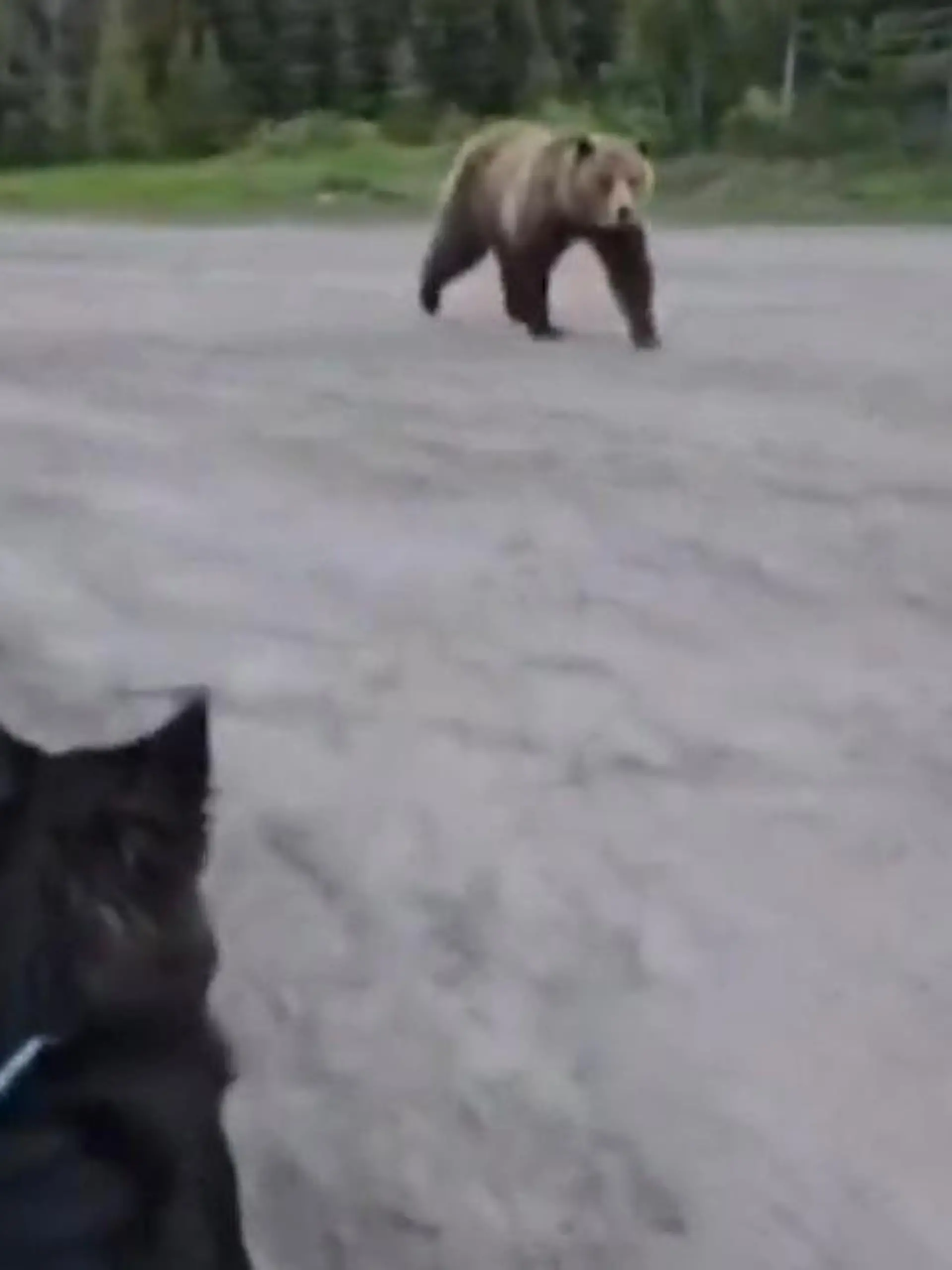 Bild zu: "Grizzly-Attacke bei Gassi-Runde! Bär baut sich plötzlich vor Frauchen und Hund auf"