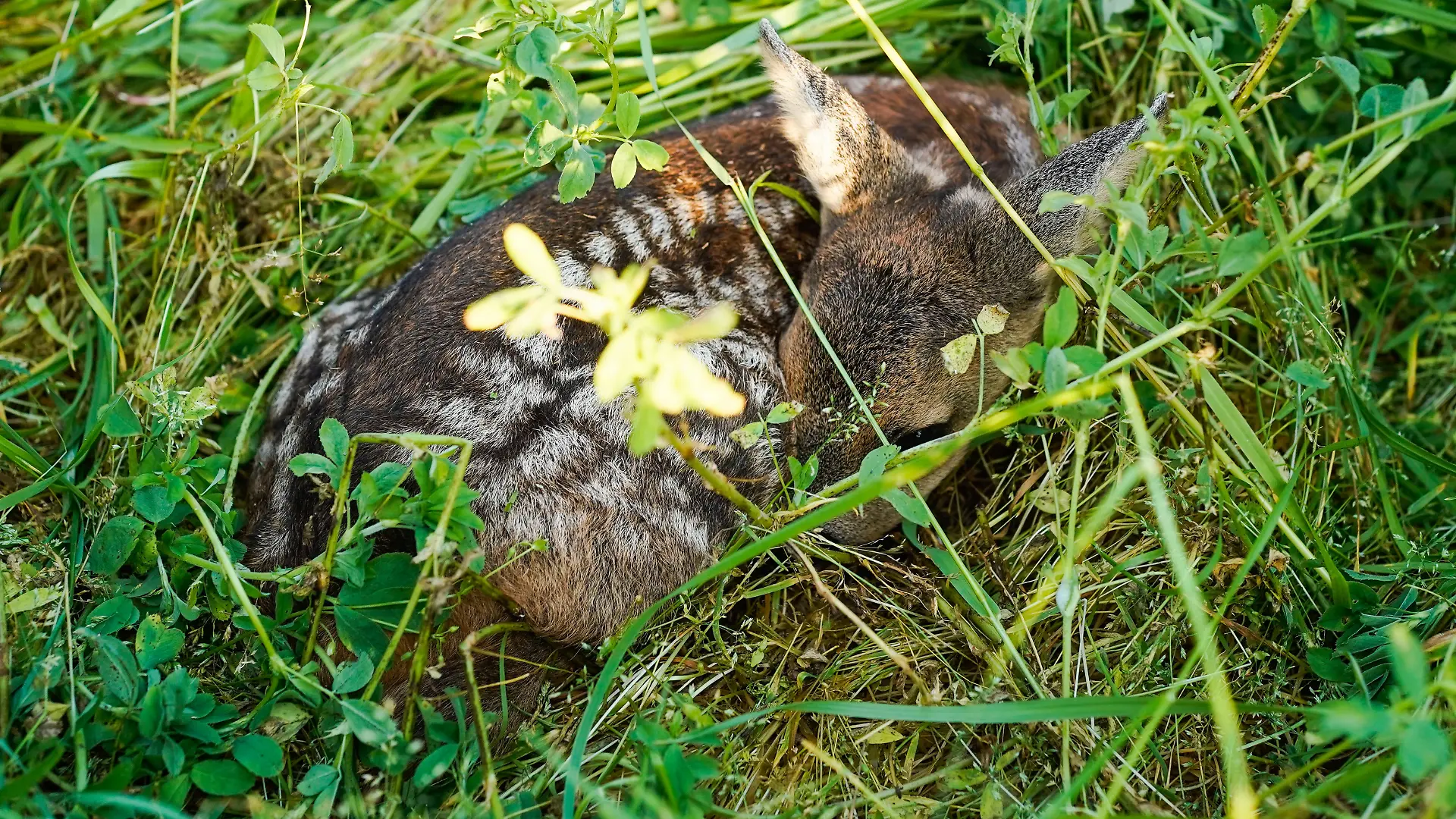 Ein Rehkitz liegt im hohen Gras