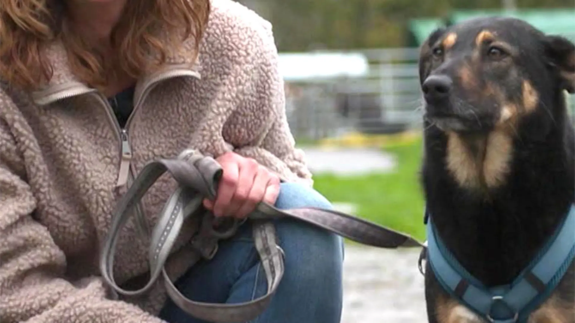 Neuanfang für aggressive Hunde