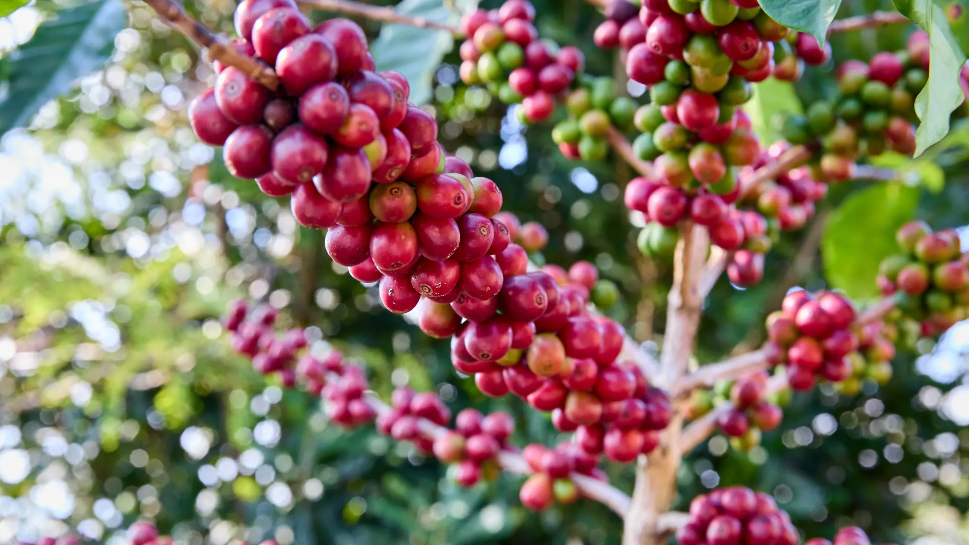 Ripe red coffee seed on branch at Doi Chang, Thailand Mueang Chiang Rai, Chiang Rai, Thailand R_GXKV260106A-1933462-01