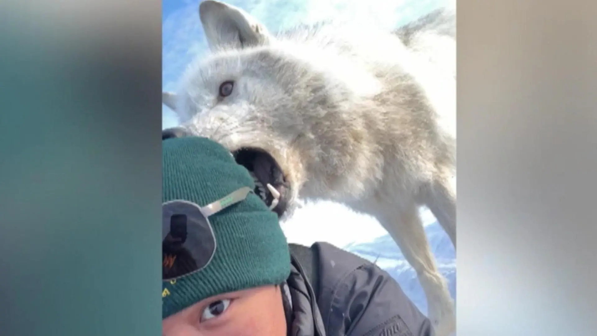 Polarwolf kommt Fotograf erstaunlich nah – und will an ihm knabbern! Seltene Begegnung in der Arktis