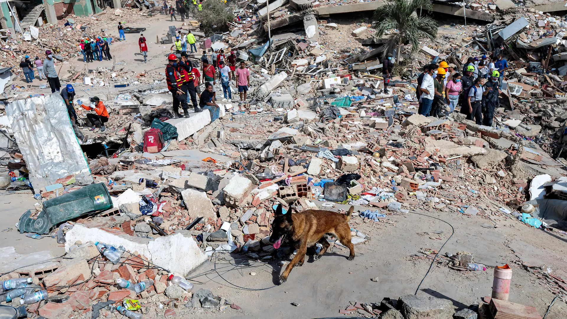 A rescue dog from the Argentine search and rescue team searches for bodies in the rubble of a collapsed building in Caraballeda, La Guaira state, Venezuela, June 28, 2026, following earthquakes. MIGUEL MEDINA/Pool via REUTERS