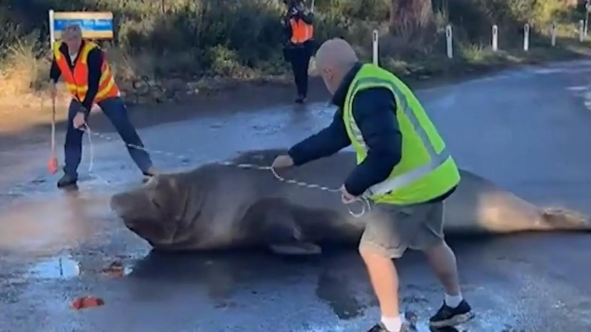 See-Elefant randaliert in Küstenort – doch Bewohner feiern 1.000-Kilo-Koloss! „Neal the Seal" ist wieder da