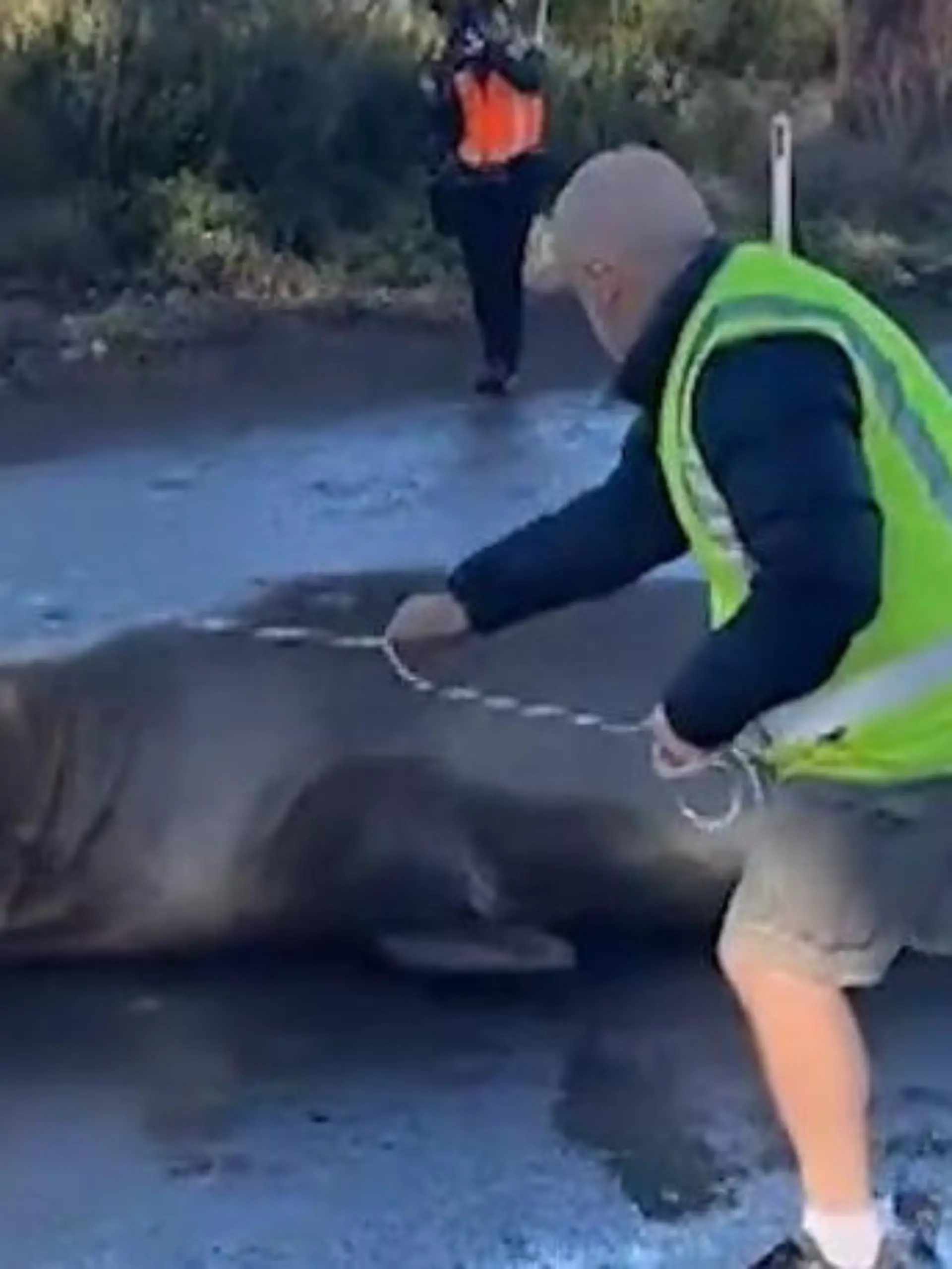 Bild zu: "See-Elefant randaliert in Küstenort – doch Bewohner feiern 1.000-Kilo-Koloss!"