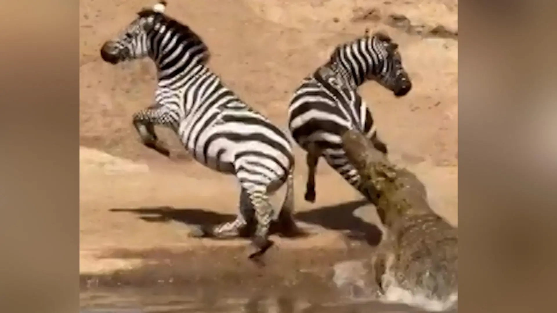 Trinkpause für Zebra-Herde – dann schießt Krokodil aus dem Wasser! Seltener Angriff erschreckt Touristen