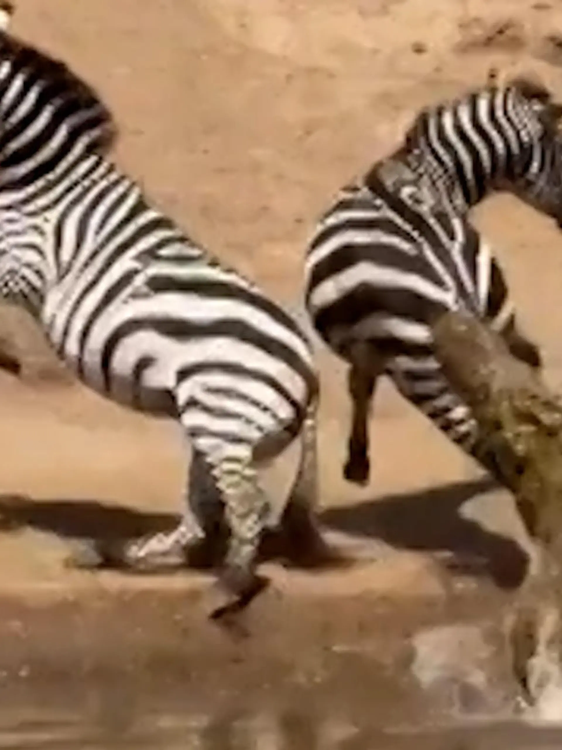 Bild zu: "Trinkpause für Zebra-Herde – dann schießt Krokodil aus dem Wasser!"