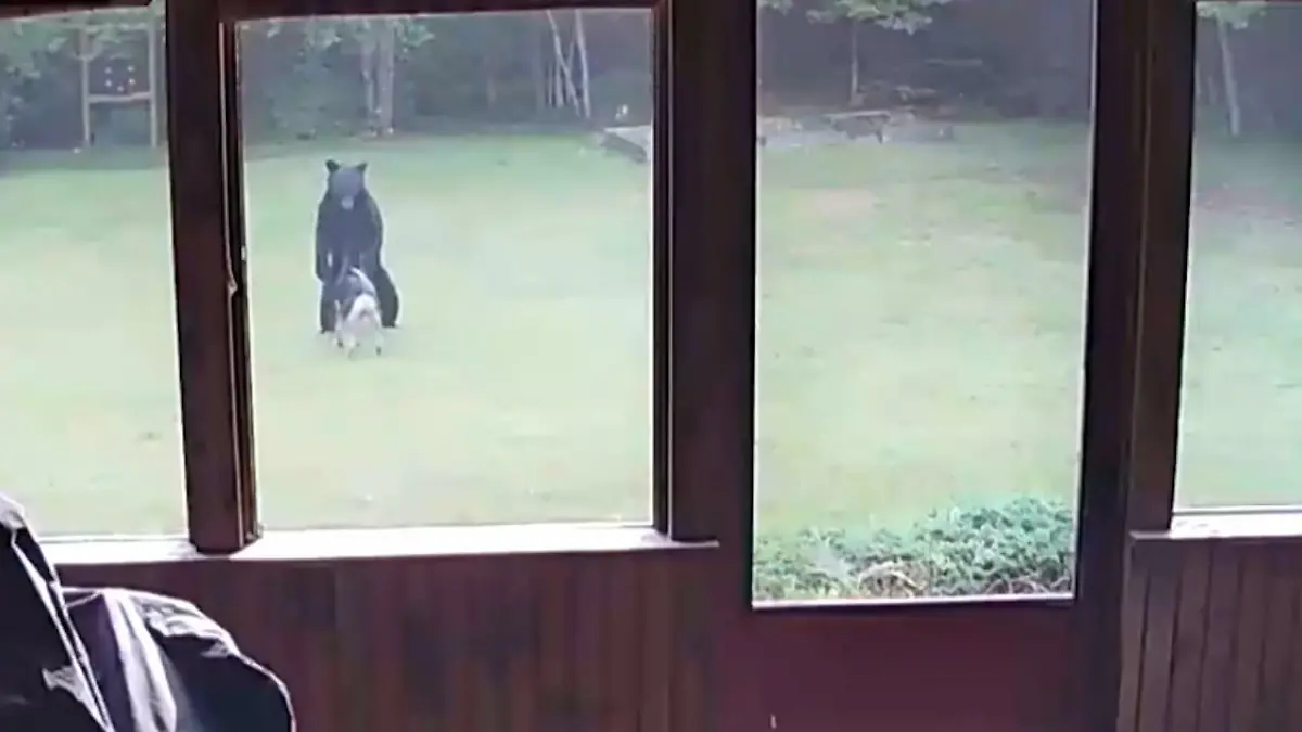 Hund bringt Bär als Spielgefährten mit in den Garten Ungewöhnliche Spielgefährten