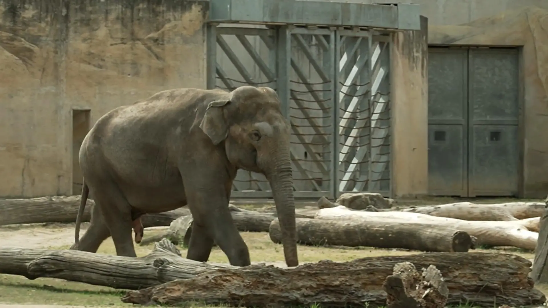 Wie tippt Tarak? Kölner Zoo
