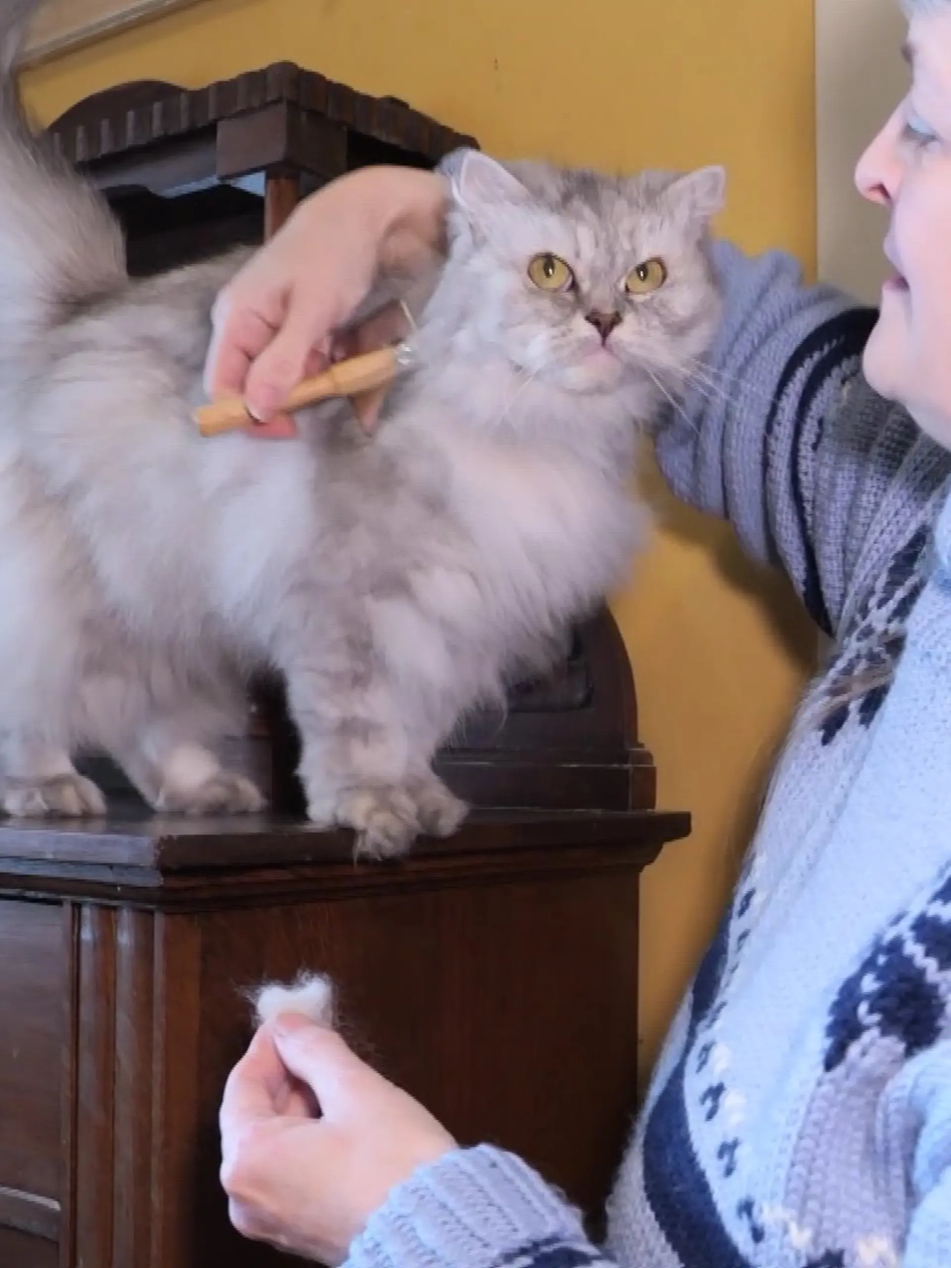 Dagmar (57) strickt Mode aus Katzenhaaren