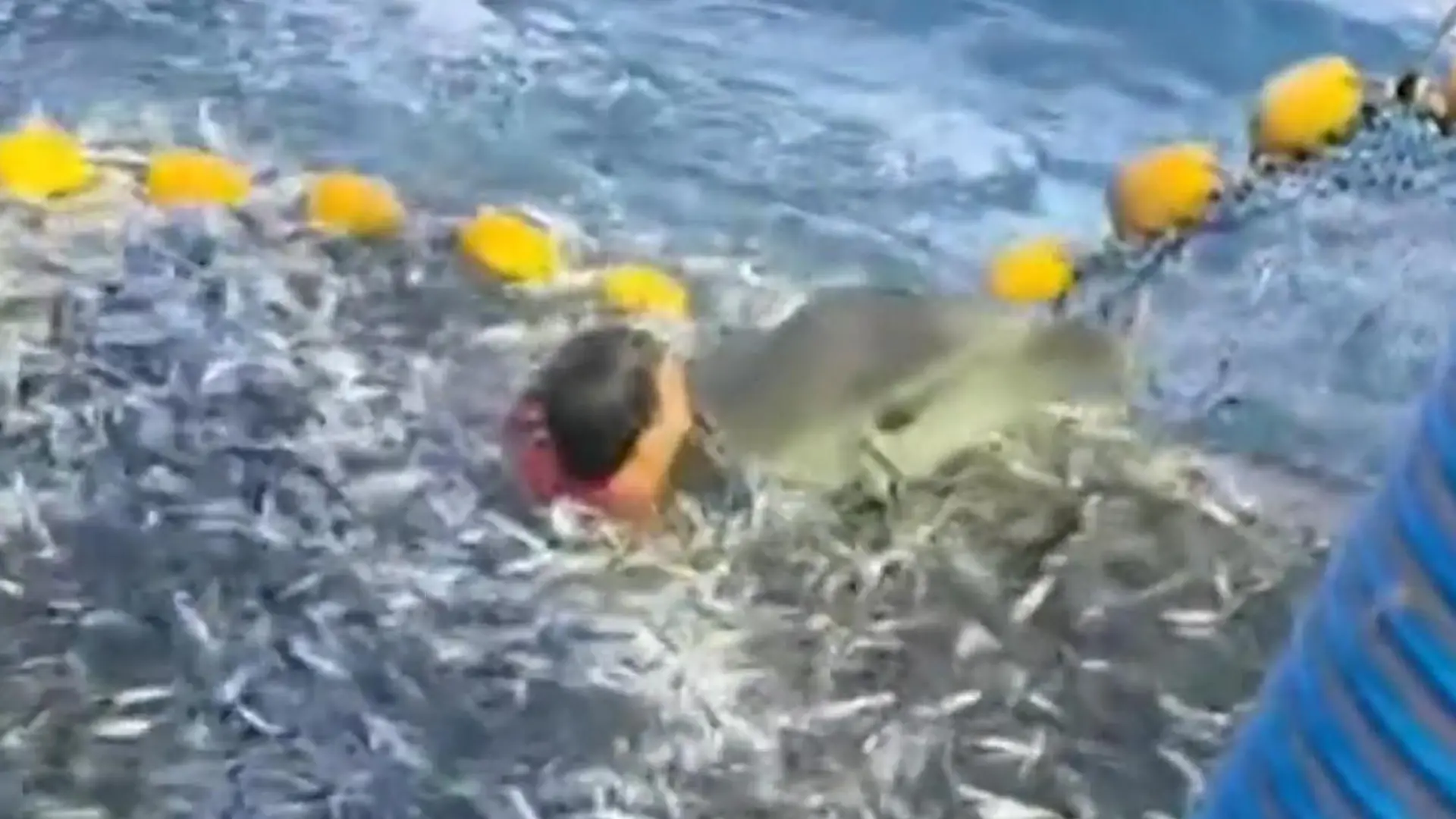 Delfin verfangen! Mutiger Kapitän stürzt sich ins volle Fischernetz – in Unterhose Meeressäuger in Lebensgefahr