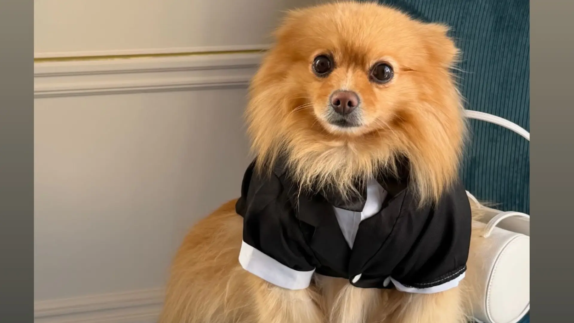 Thylane Blondeaus Hund bei der Hochzeit