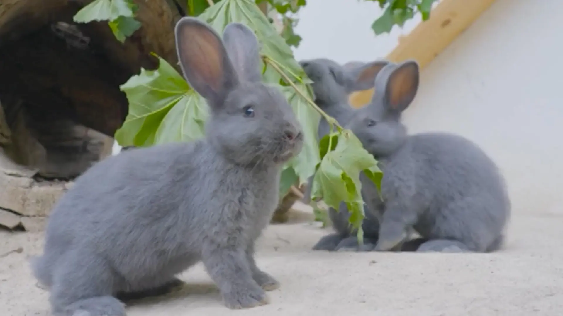 Sensation im ältesten Zoo der Welt! Dieser Nachwuchs ist ein blaues Wunder Sie gelten als gefährdet