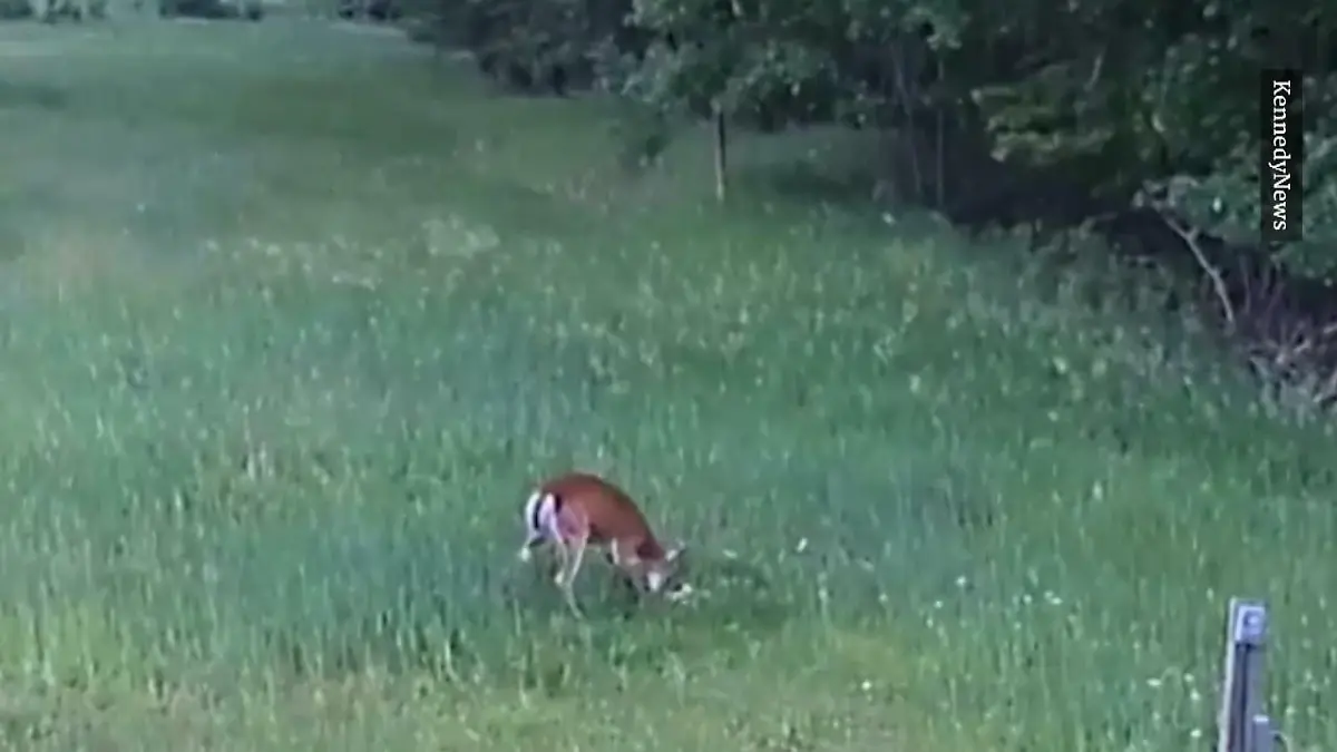 Hirsch kämpt mit Bussard Aus Bambi wird Bambo