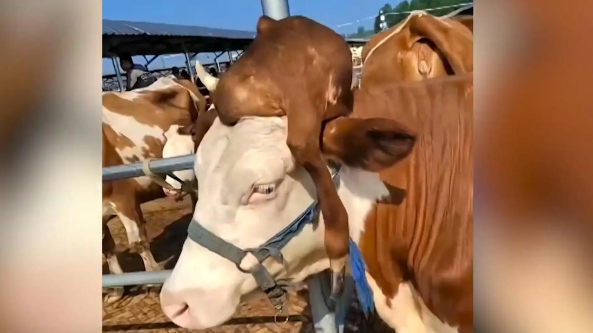 Seltene Fehlbildung! Kuh wächst DIESES Körperteil aus dem Kopf Das letzte (B)Einhorn?!
