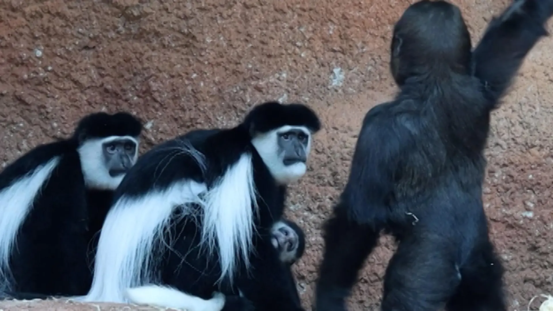 Süßes Gorilla-Baby sucht verzweifelt Freunde – und kassiert eine Ohrfeige! Mobi eiskalt abserviert