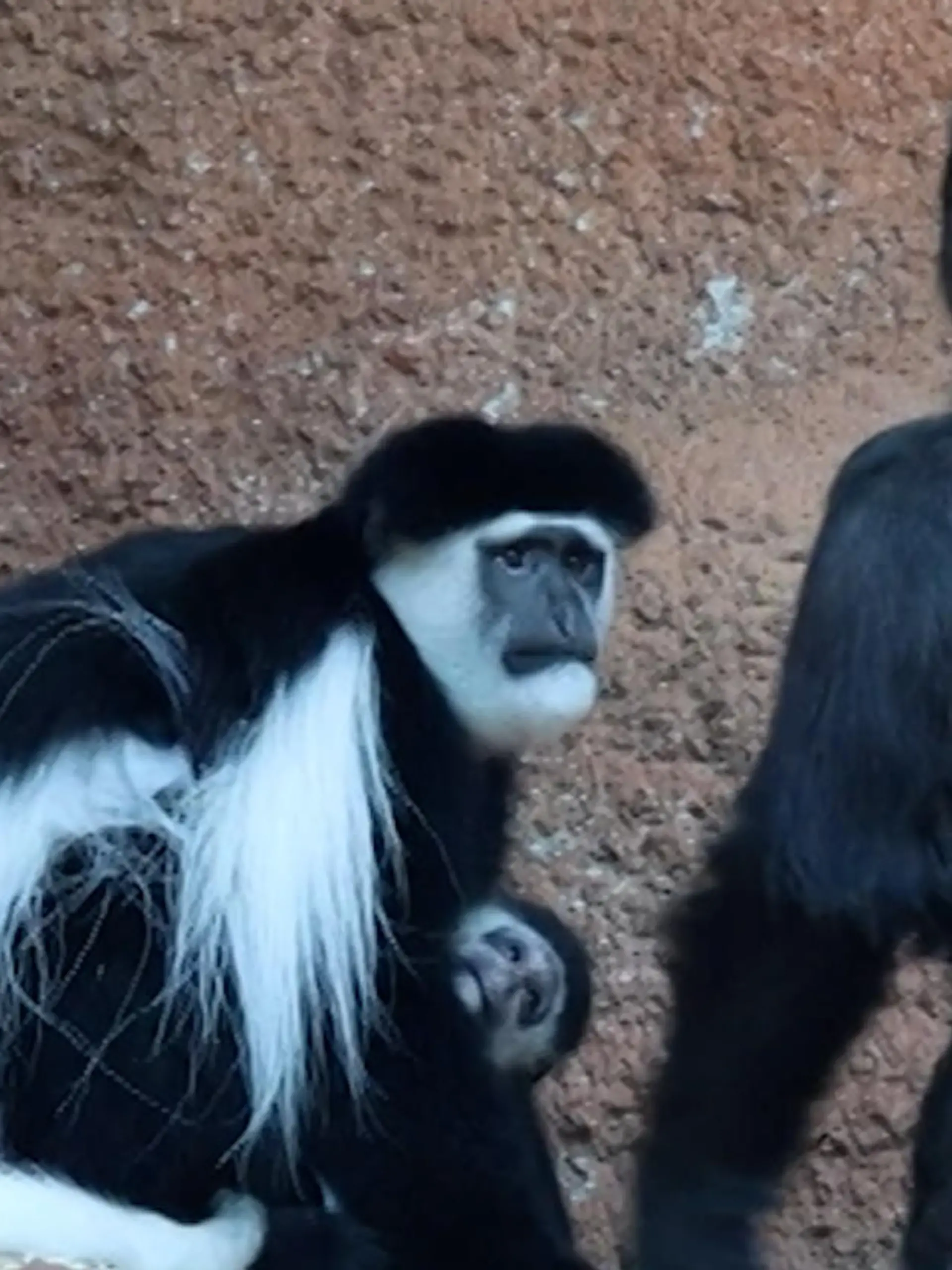 Bild zu: "Süßes Gorilla-Baby sucht verzweifelt Freunde – und kassiert eine Ohrfeige!"