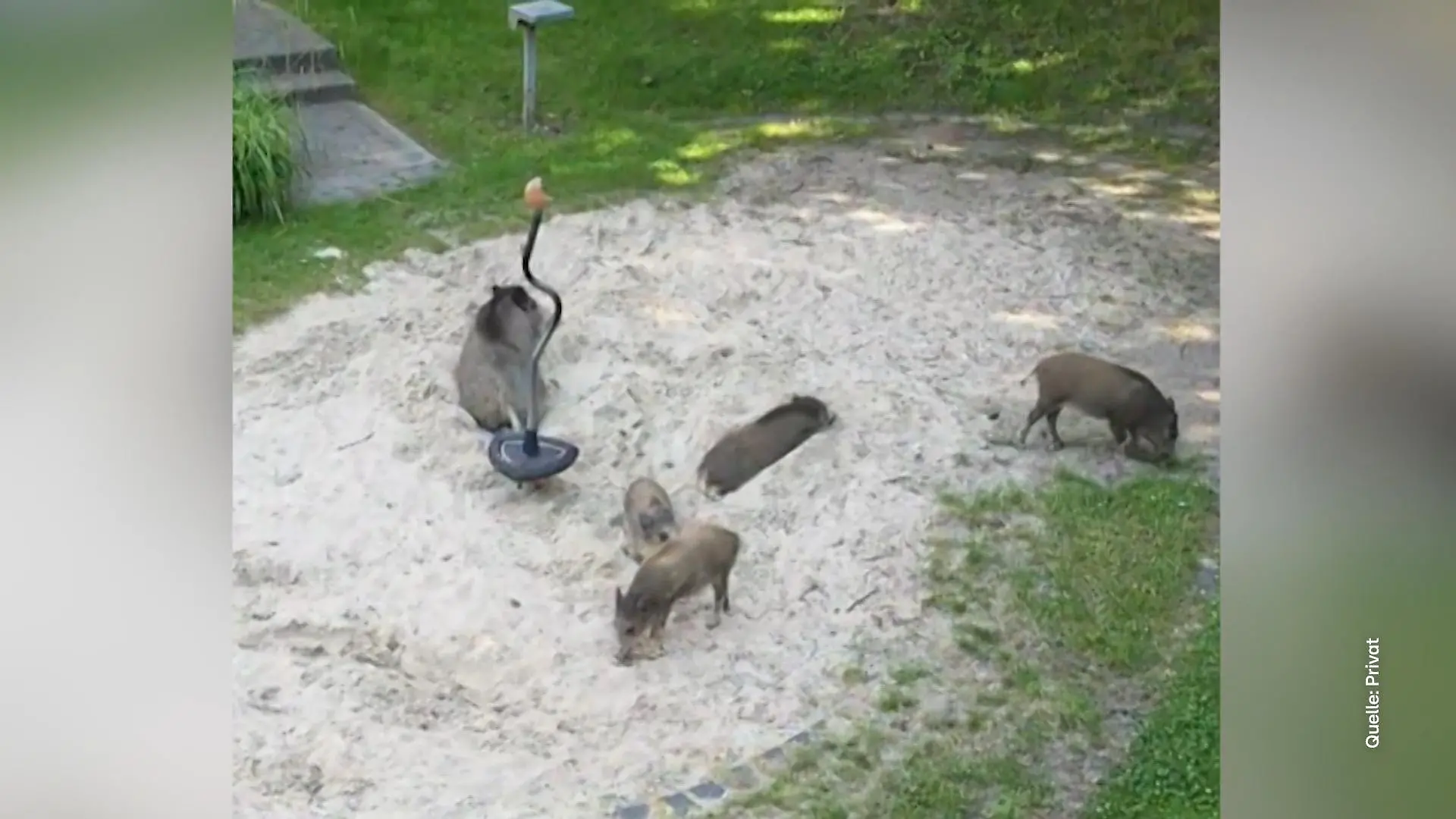 Wildschweinplage in Hagen Anwohner sind genervt