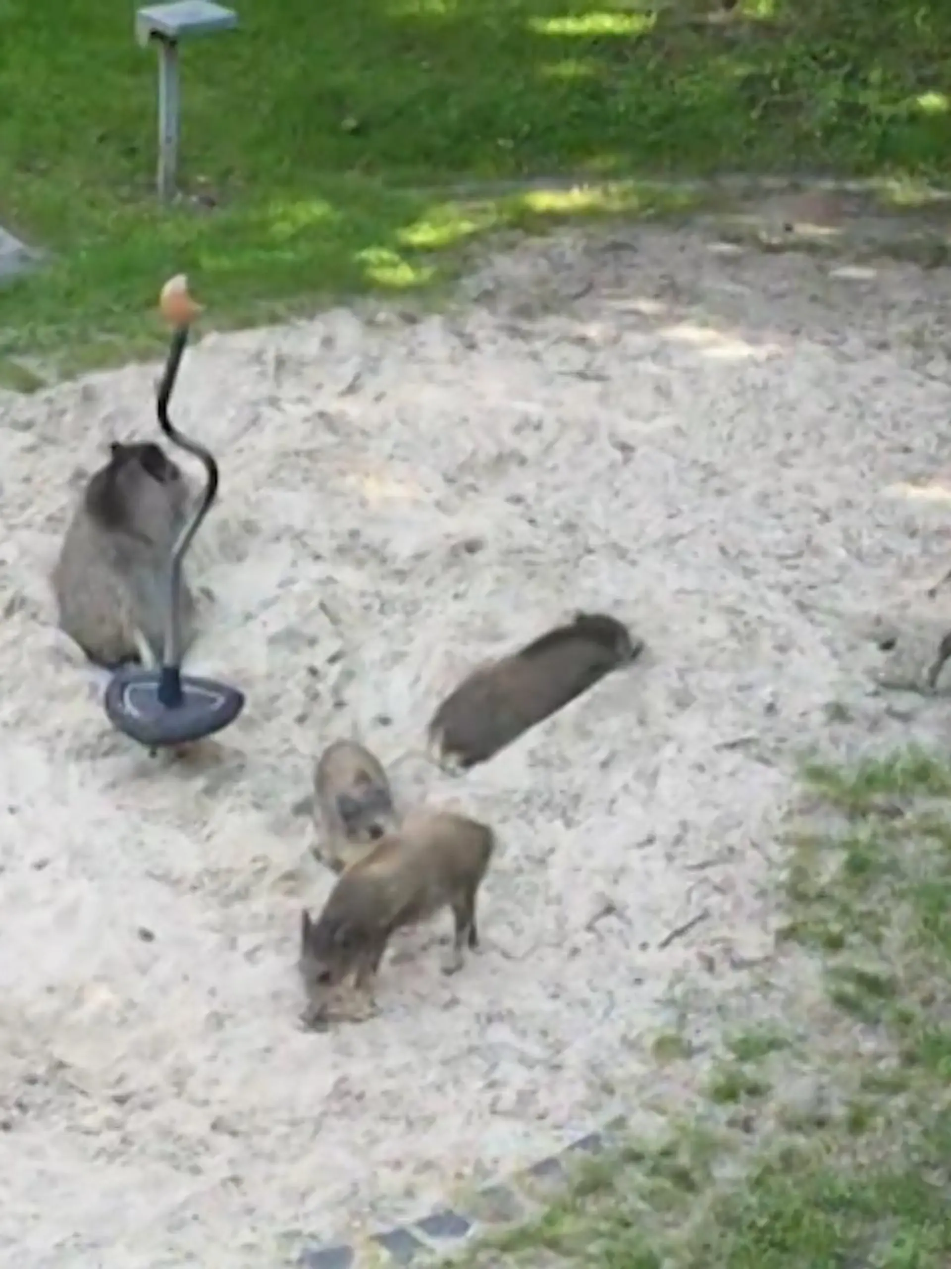 Bild zu: "Wildschweinplage in Hagen"