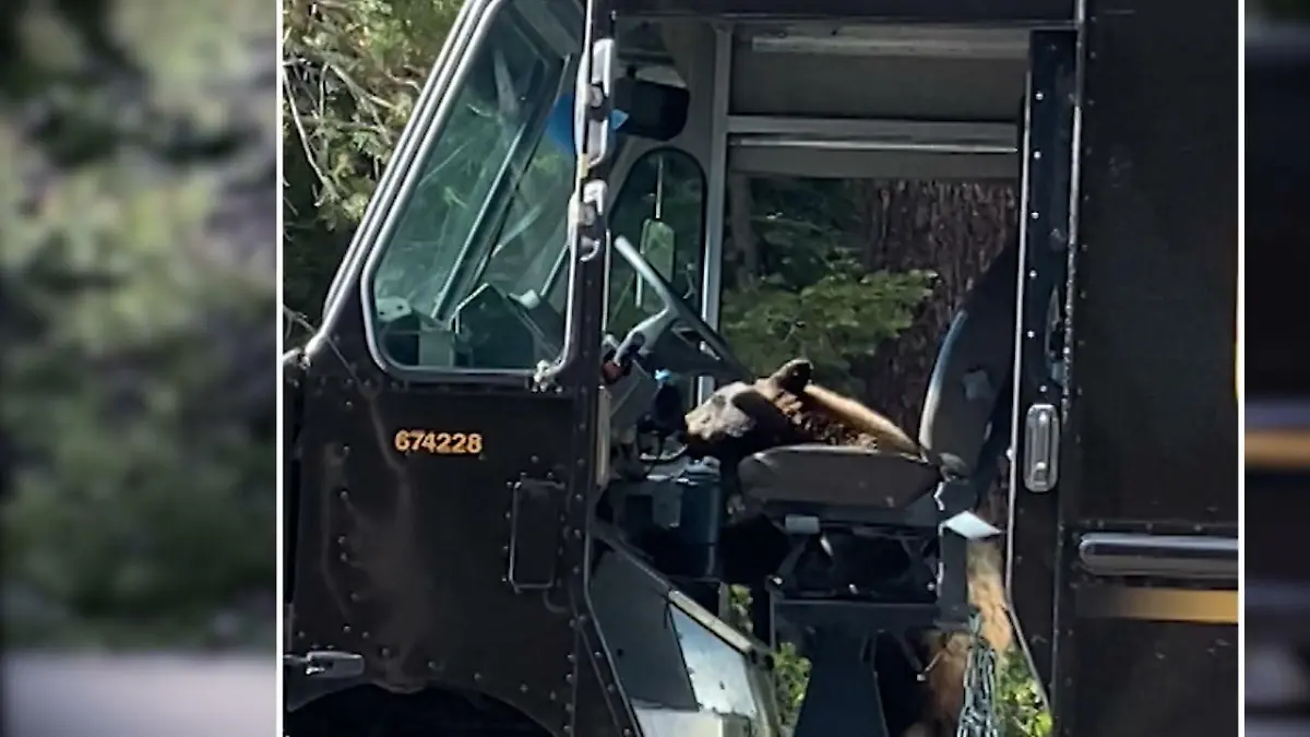 Bär klaut Erdnüsse aus Paketauto Von wegen Elstern sind die Diebe der Tierwelt