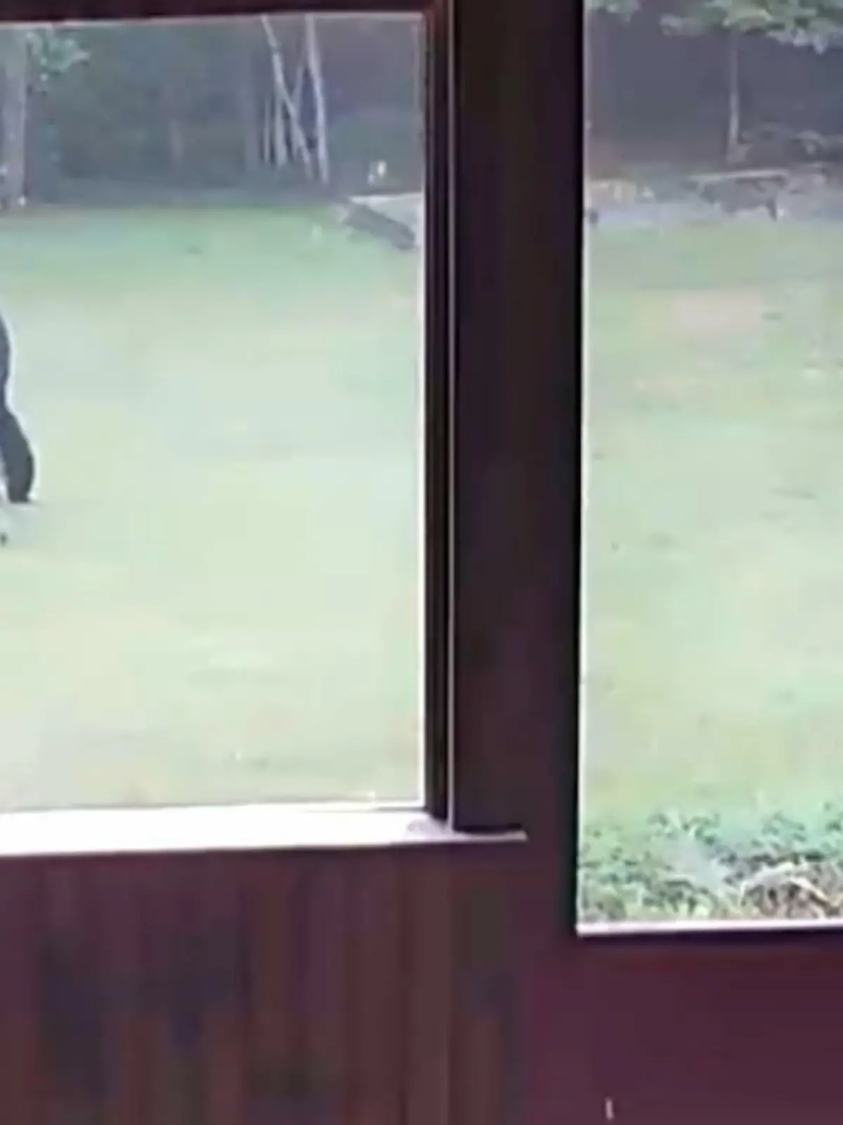 Bild zu: "Hund hat Spieldate mit Jungbär"