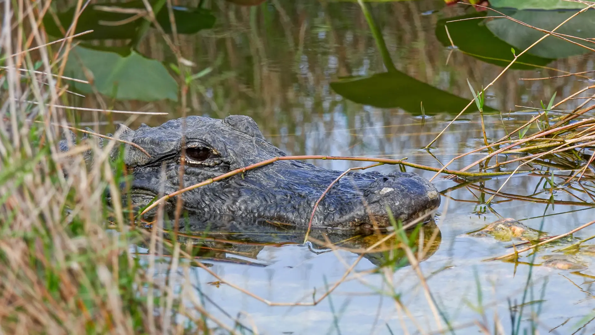 Ein ausgewachsener Alligator in Florida