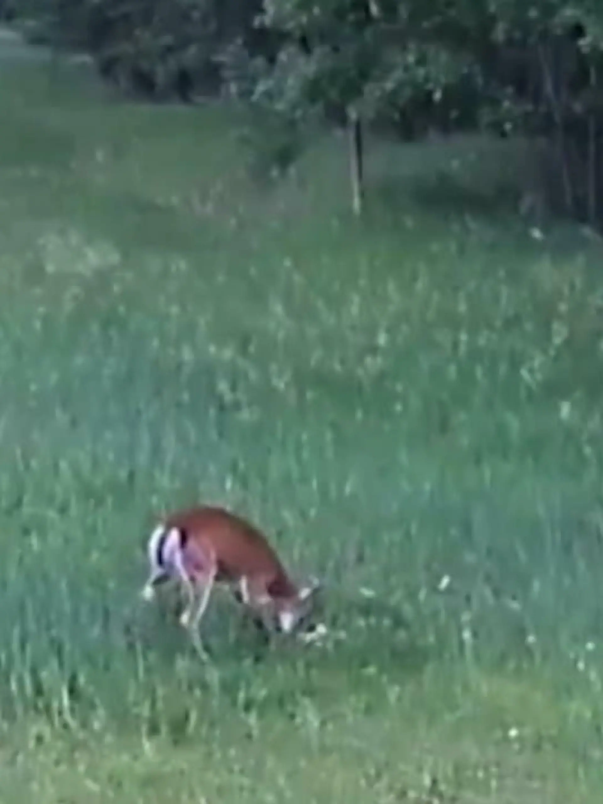 Bild zu: "Hirsch kämpft für ein Kaninchen"