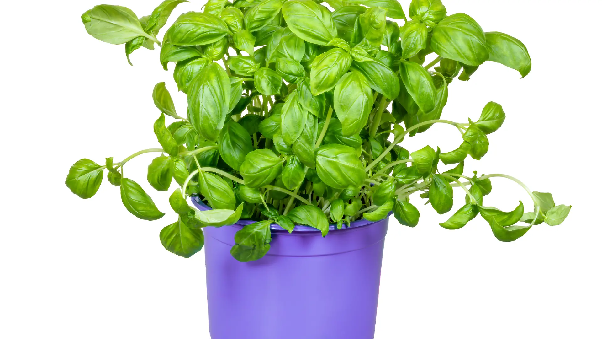 Isolated fresh basil plant, Isolated fresh basil plant in a flower pot, Isolated fresh basil plant in a flower pot, 27.05.2024, Copyright: xmanfredxyx Panthermedia37325754.jpg