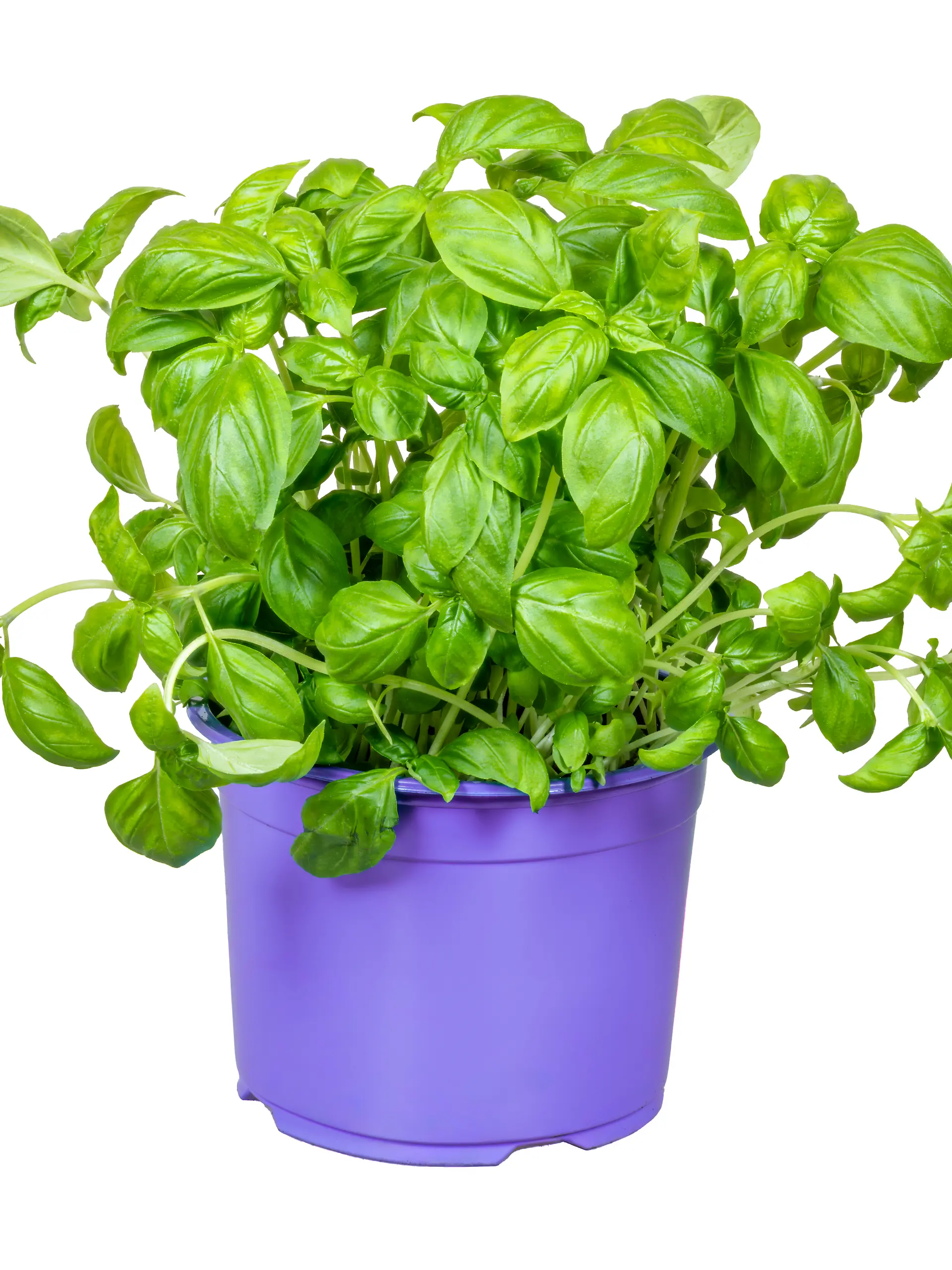 Isolated fresh basil plant, Isolated fresh basil plant in a flower pot, Isolated fresh basil plant in a flower pot, 27.05.2024, Copyright: xmanfredxyx Panthermedia37325754.jpg